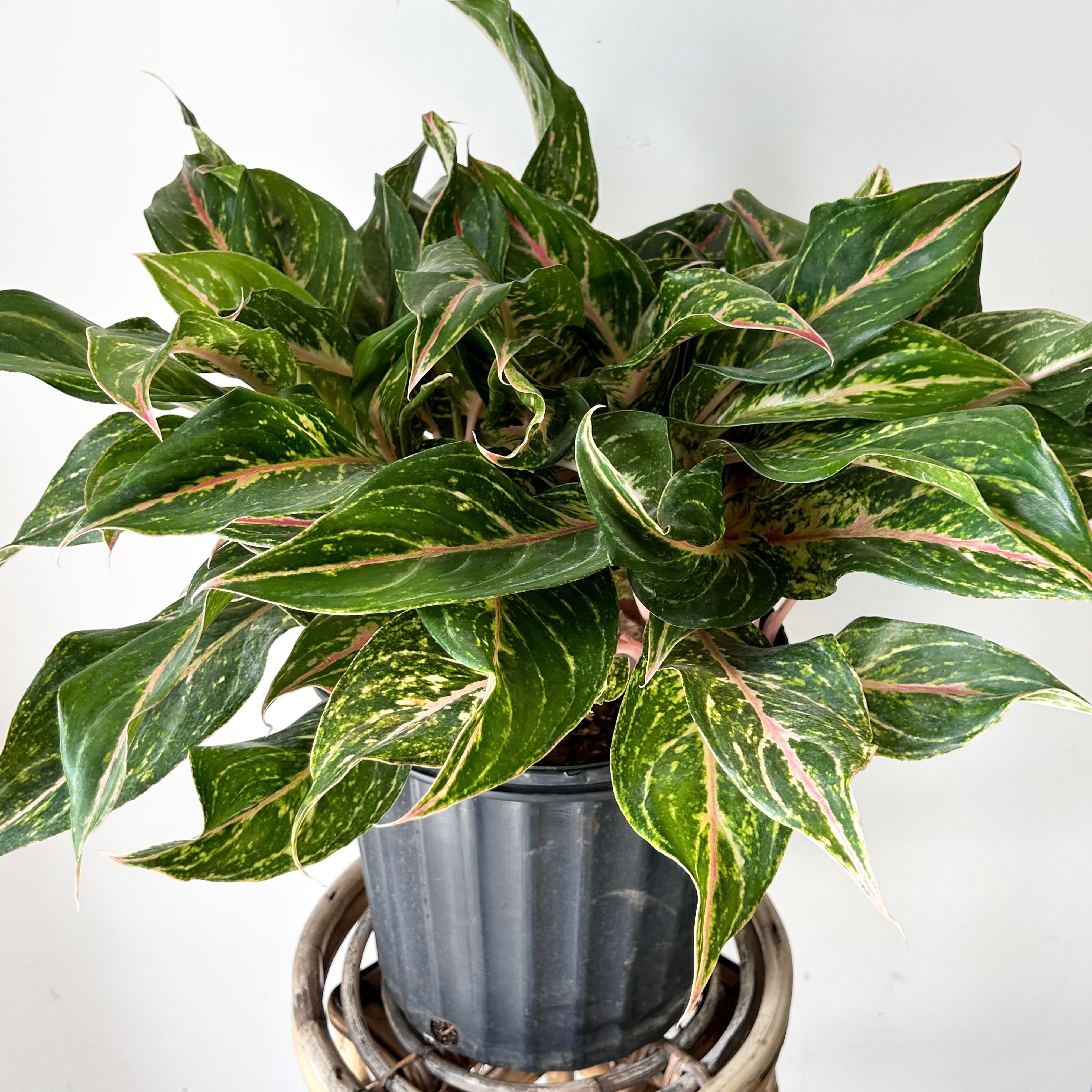 Aglaonema “Sparkling Sarah” 10”pot