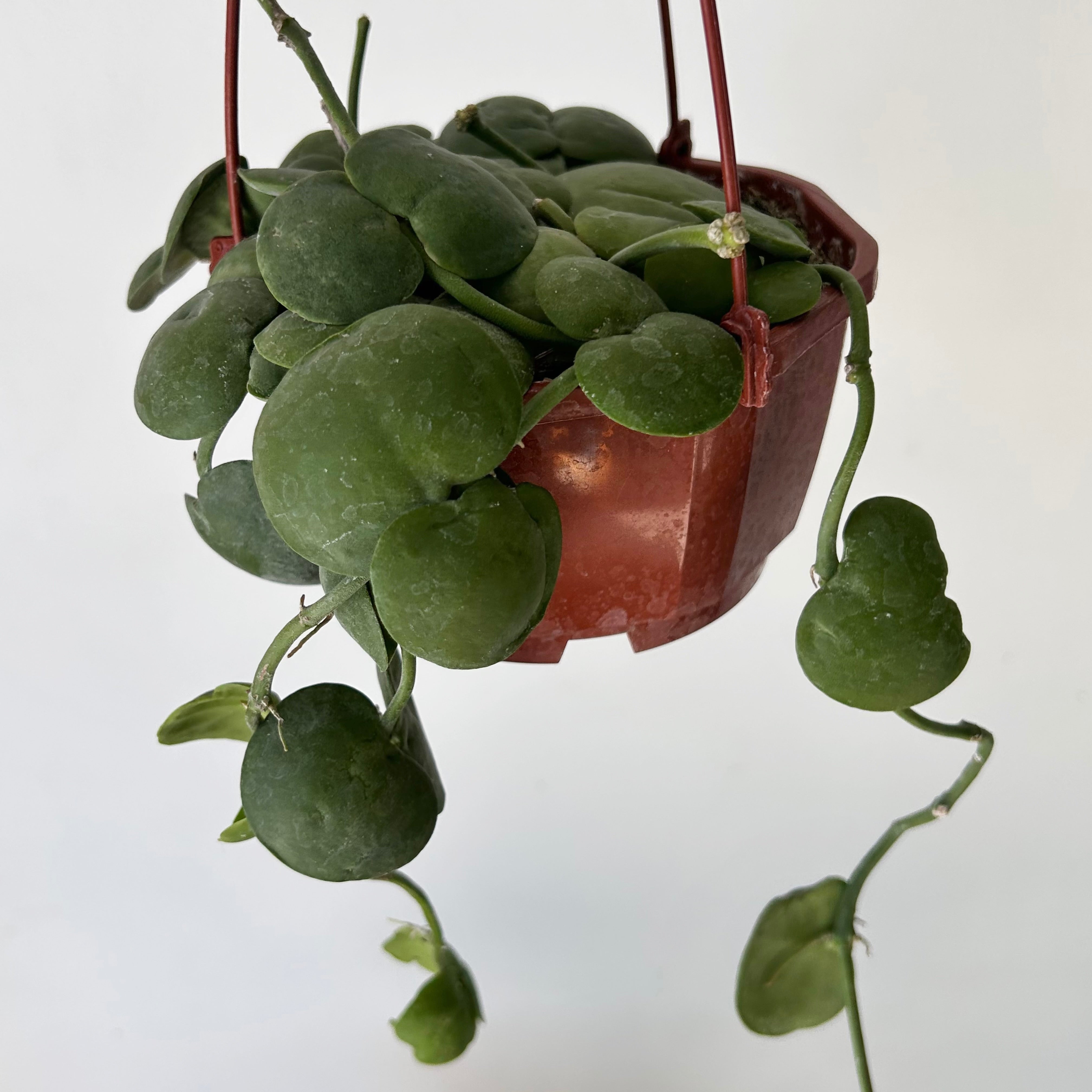 Dischidia platyphylla 4.5” hanging basket