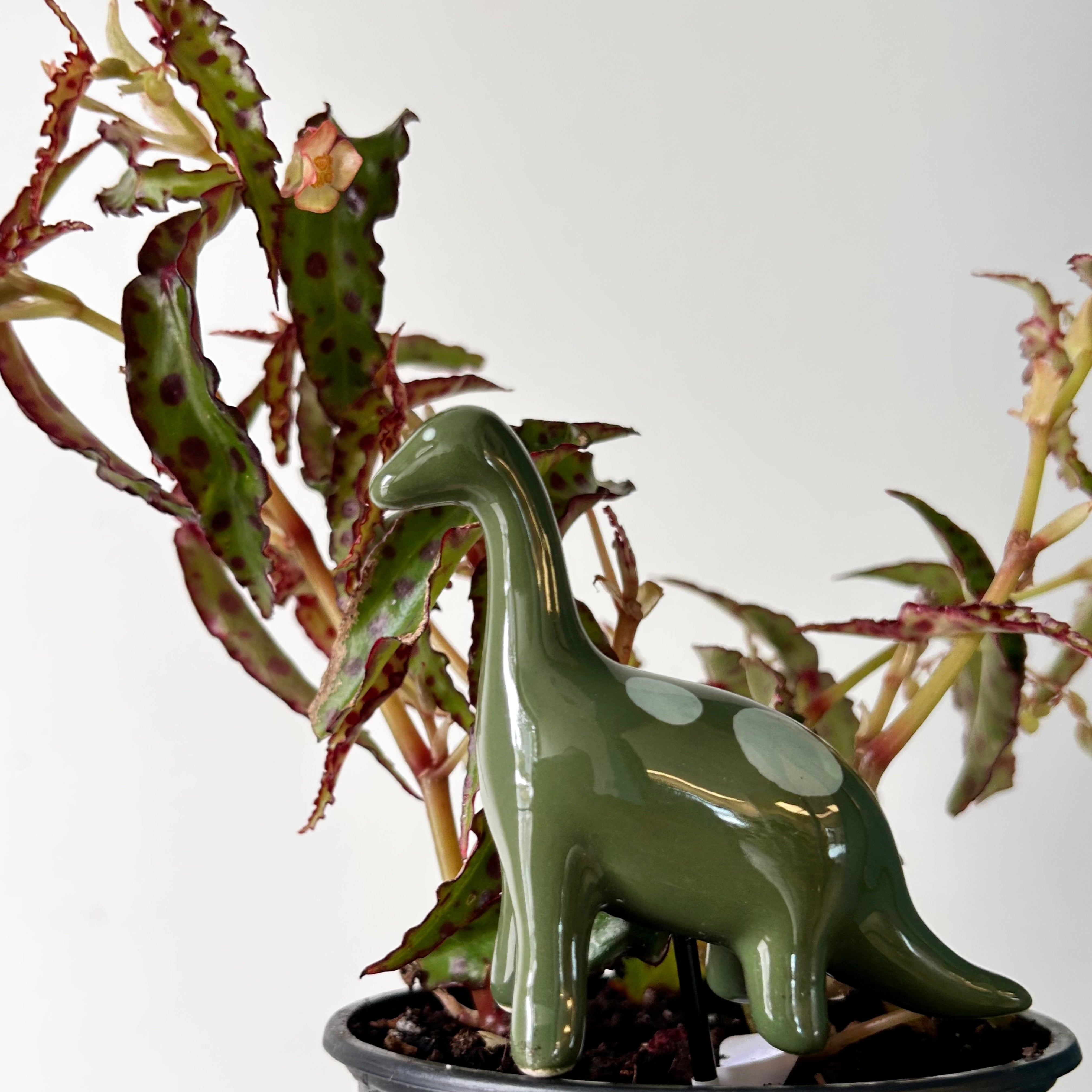 Ceramic Decorative Accents