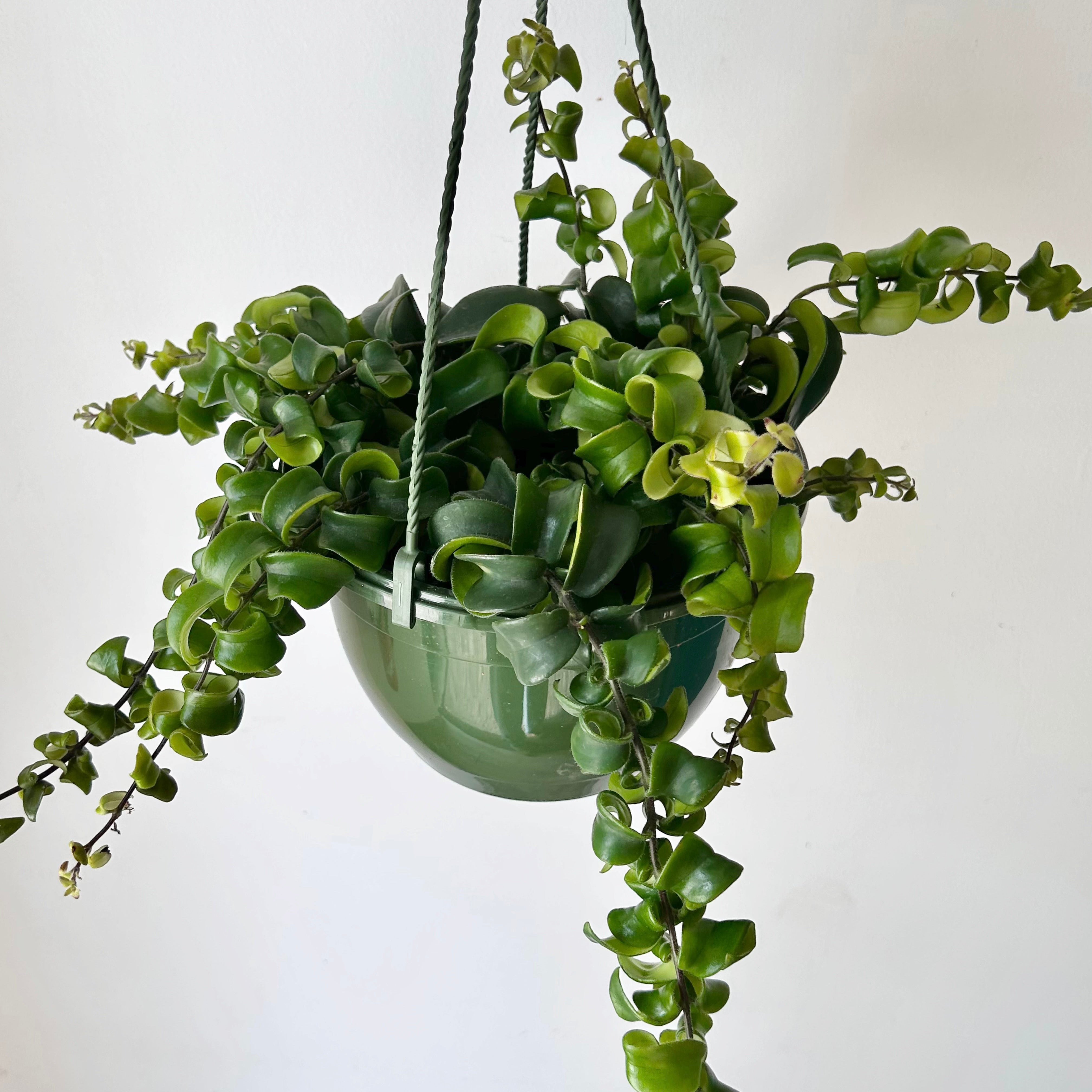 Rasta Lipstick Plant (Aeschynanthus radicans) 8”hanging pot