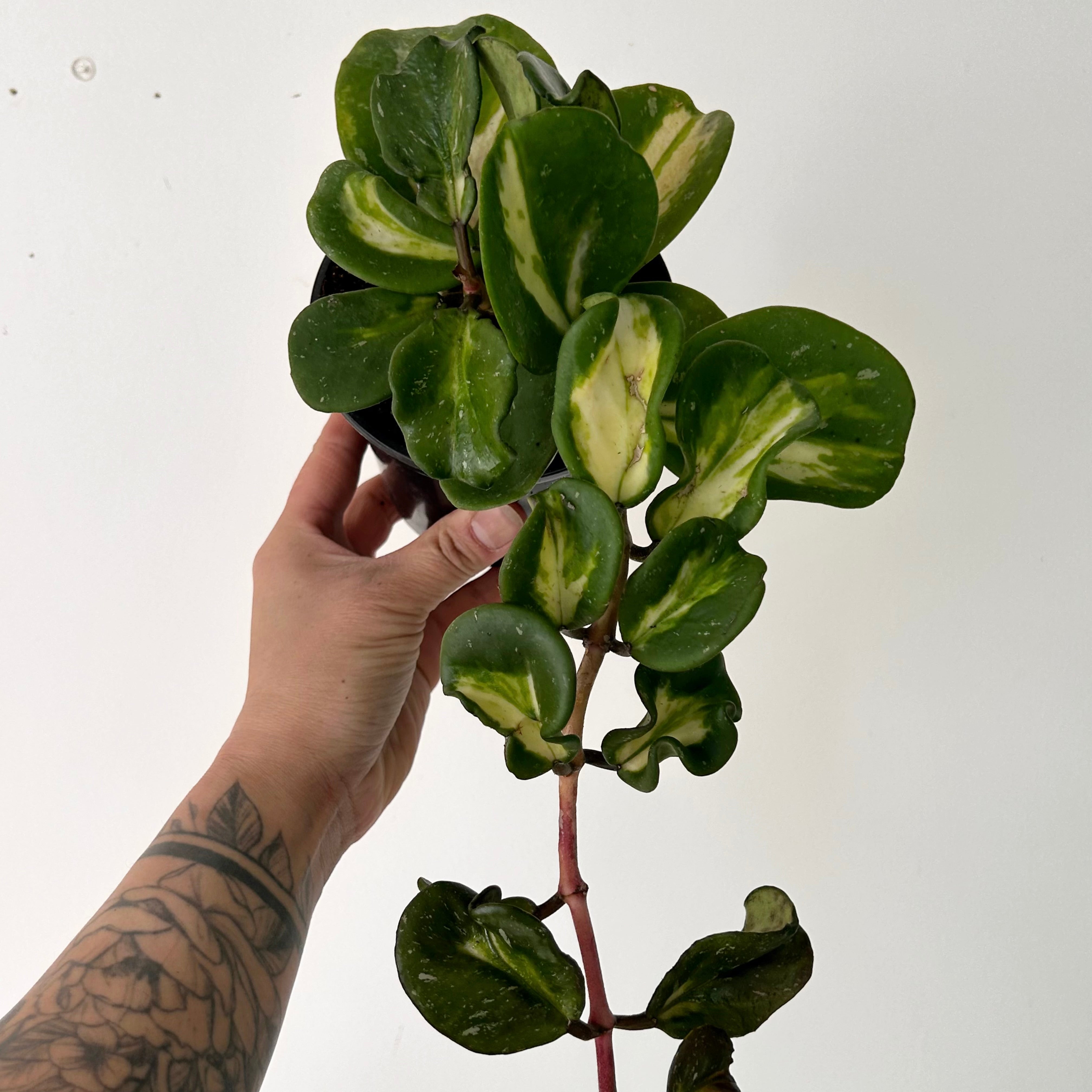 Variegated Hoya obovata “Splash” 4” pot