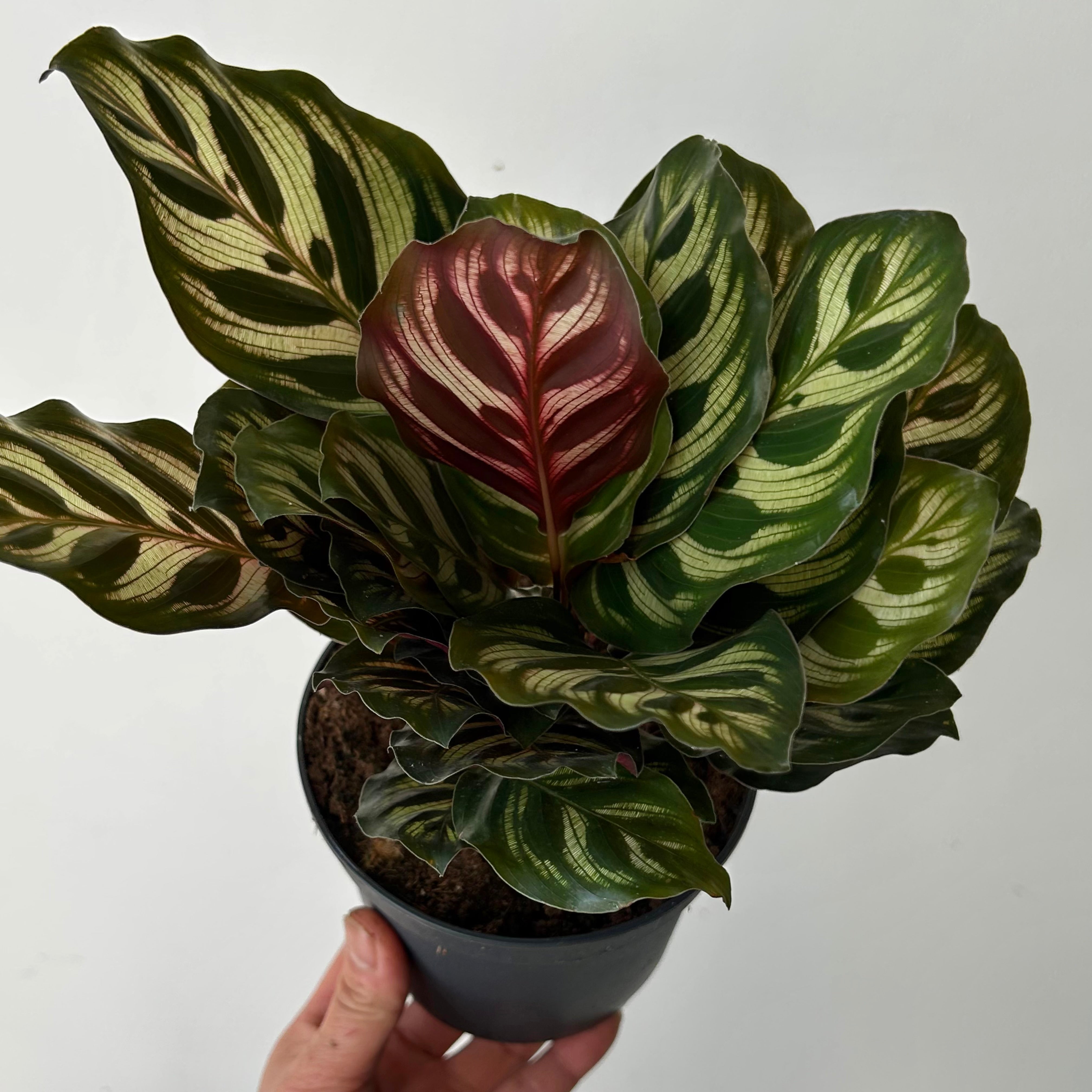Calathea “Peacock” (Makoyana) 5”pot