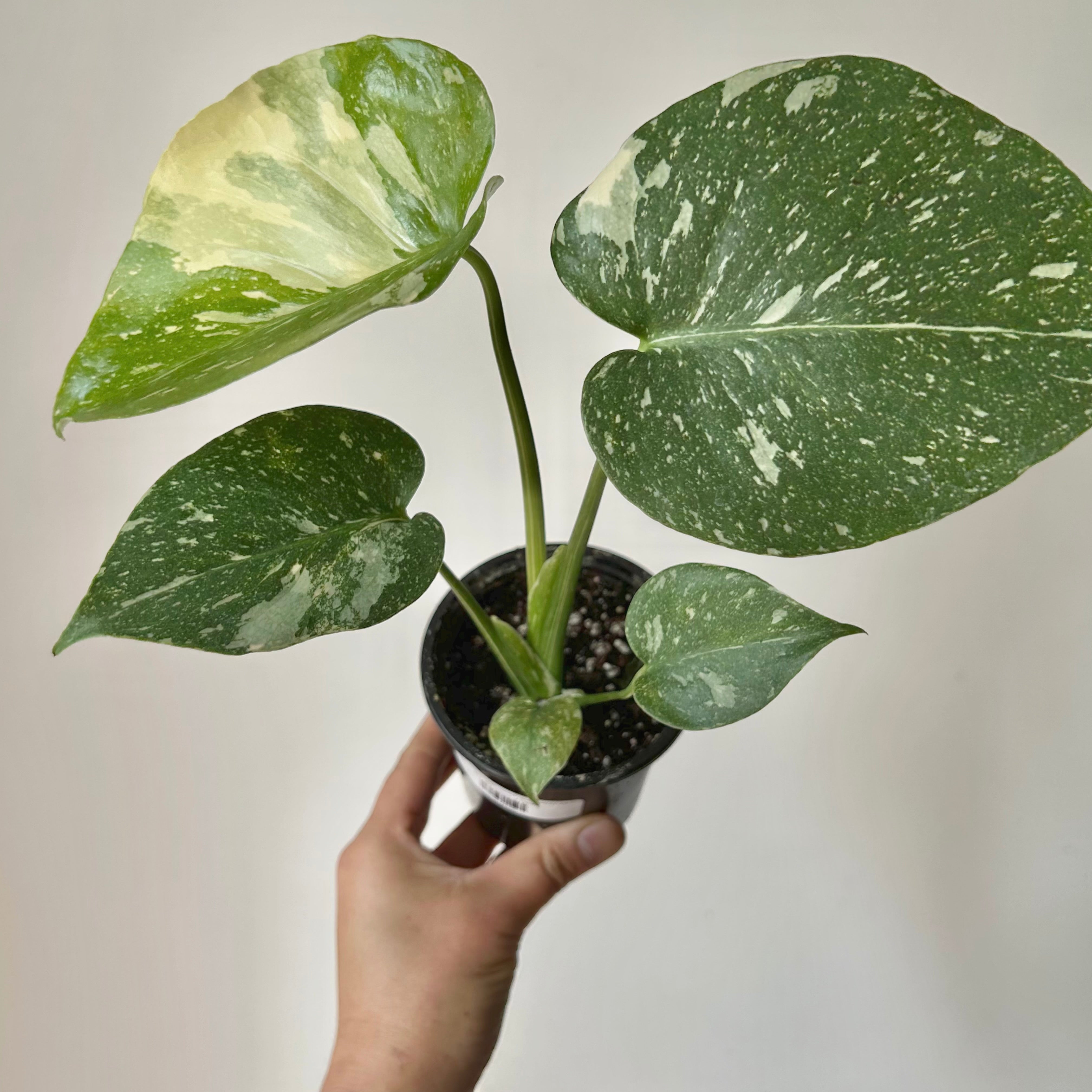 Monstera “Thai Constellation” 3.5" pot