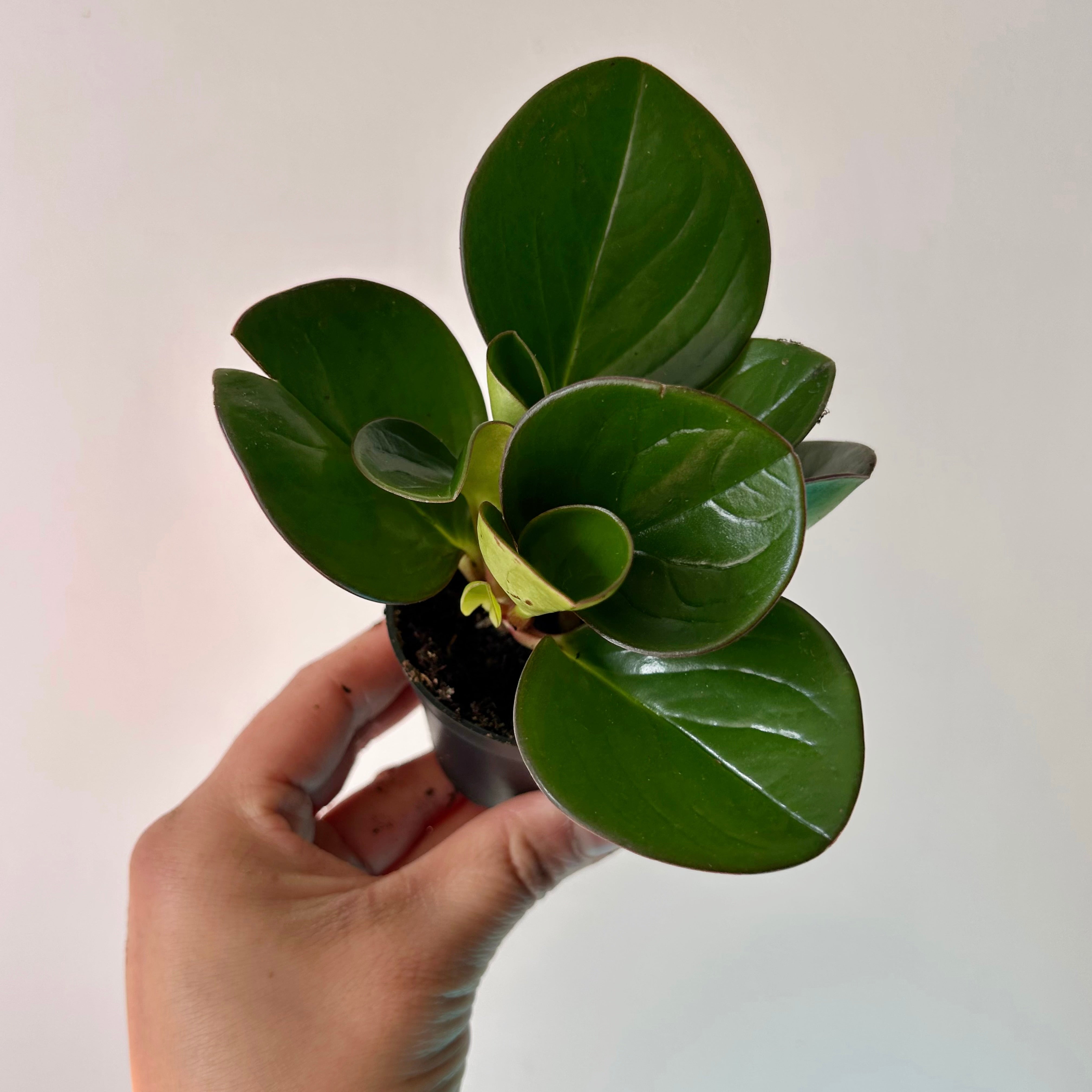 Peperomia obtusifolia  2.5" pot