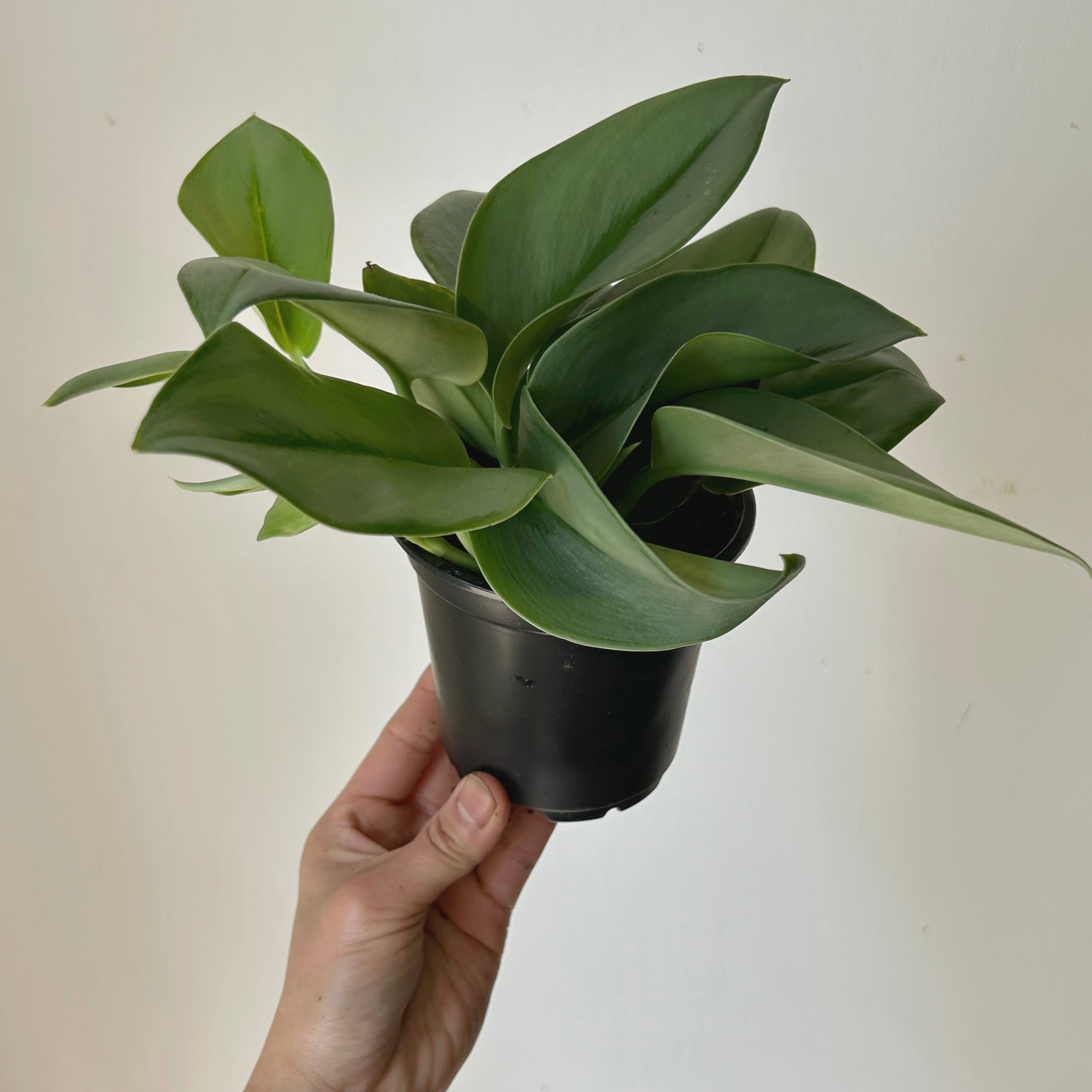 Scindapsus treubii "Moonlight" 3.5”pot