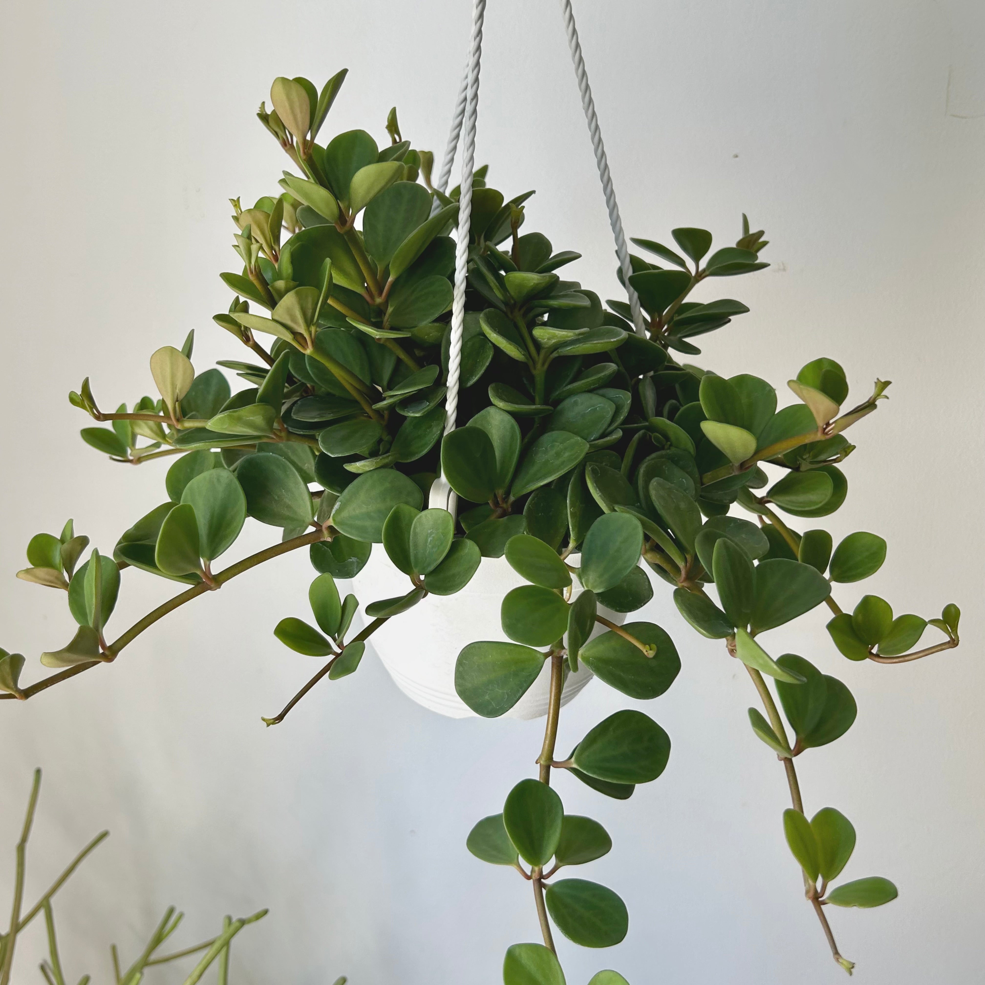 Peperomia "Hope" 6” hanging basket