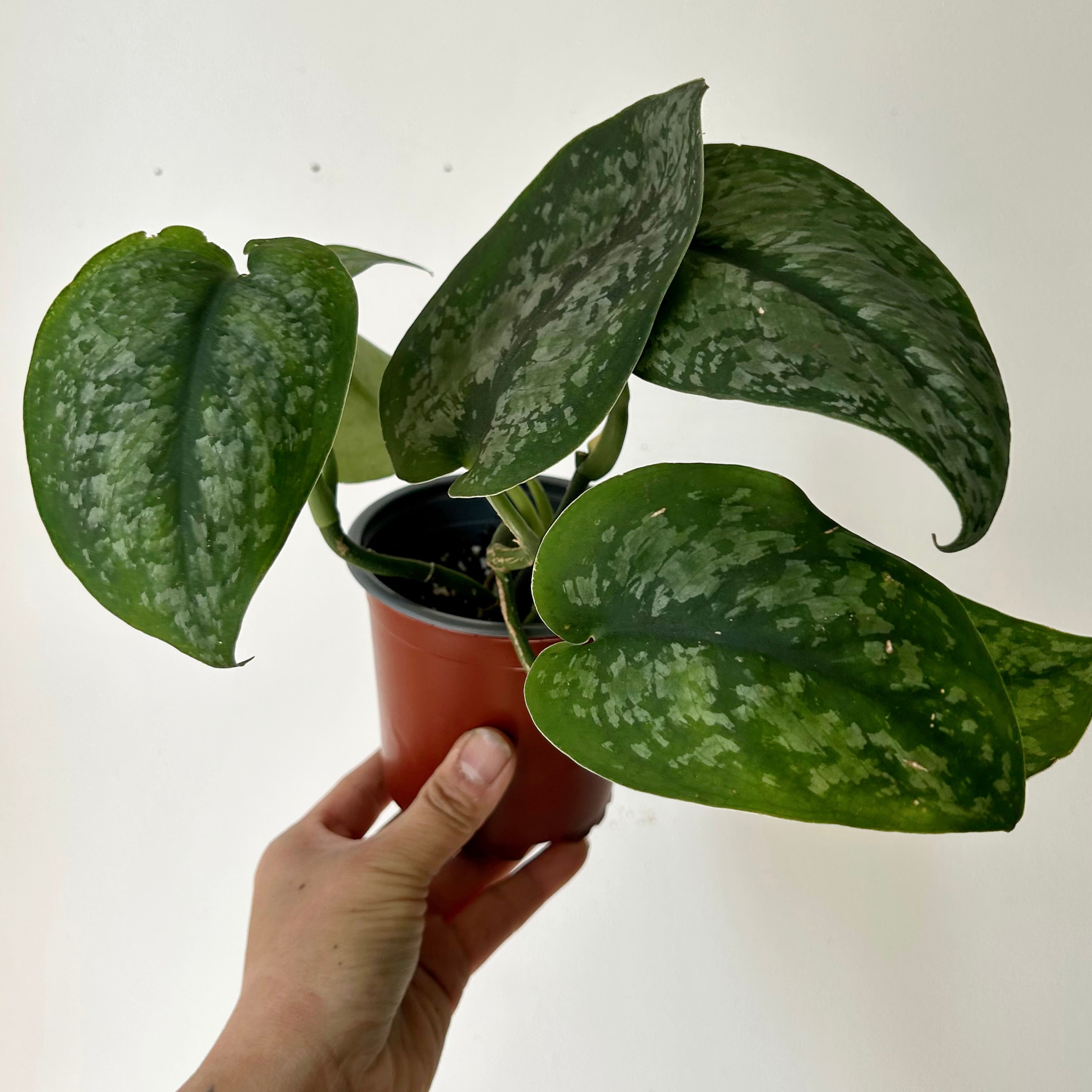 Scindapsus “Mount Salak” 4”pot