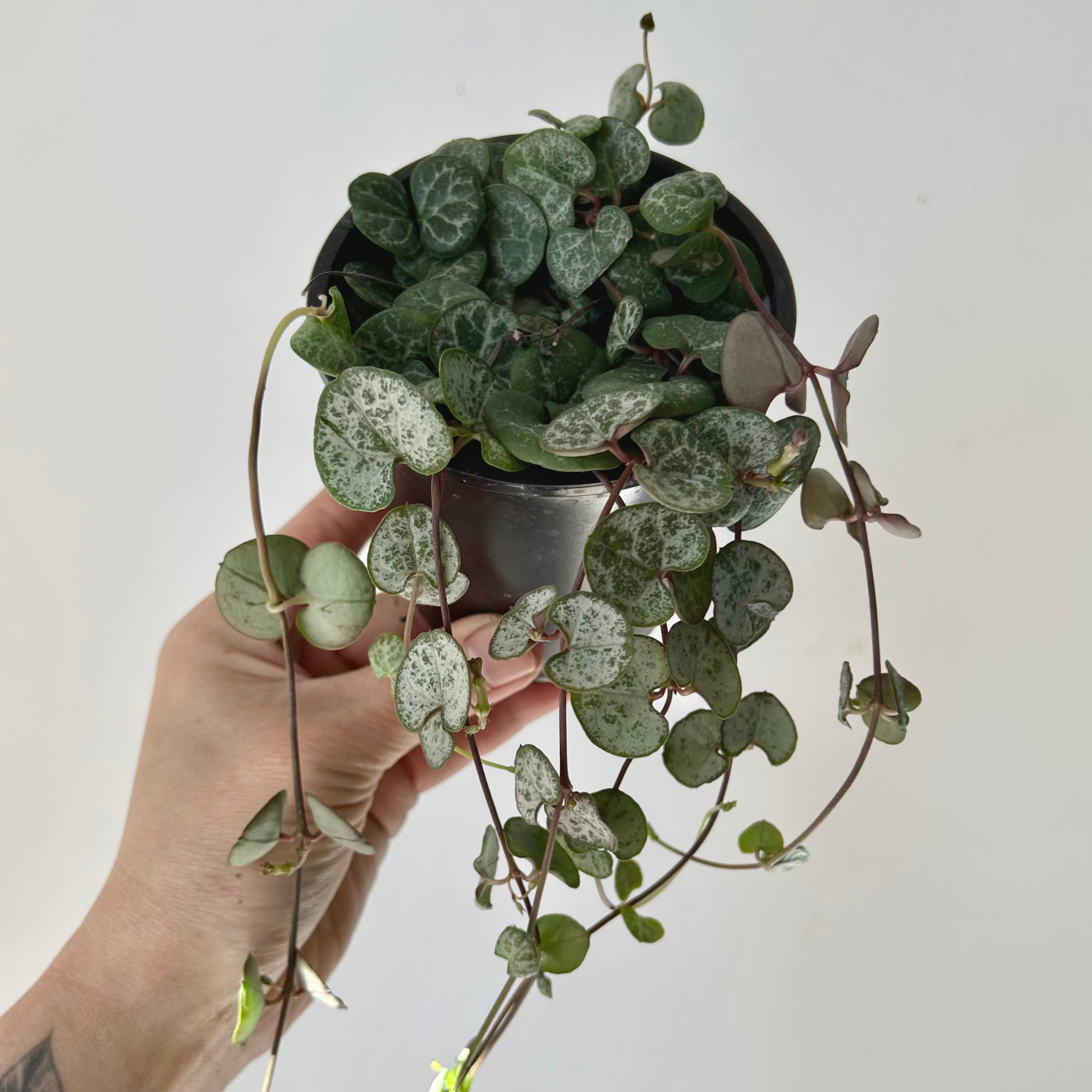 String of Hearts (Ceropegia woodii) 3.5” pot