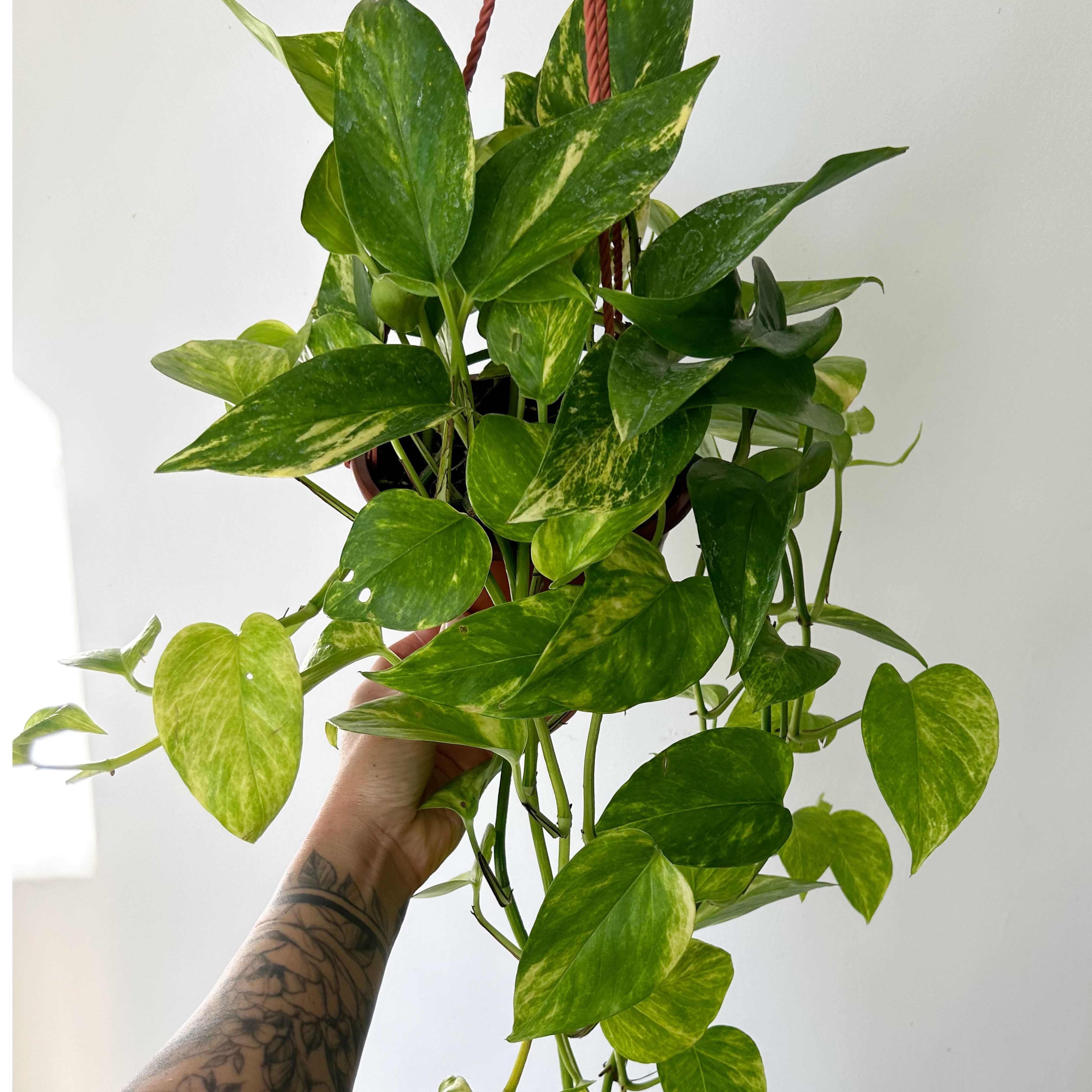 Pothos “Neon Queen” 6” hanging  basket