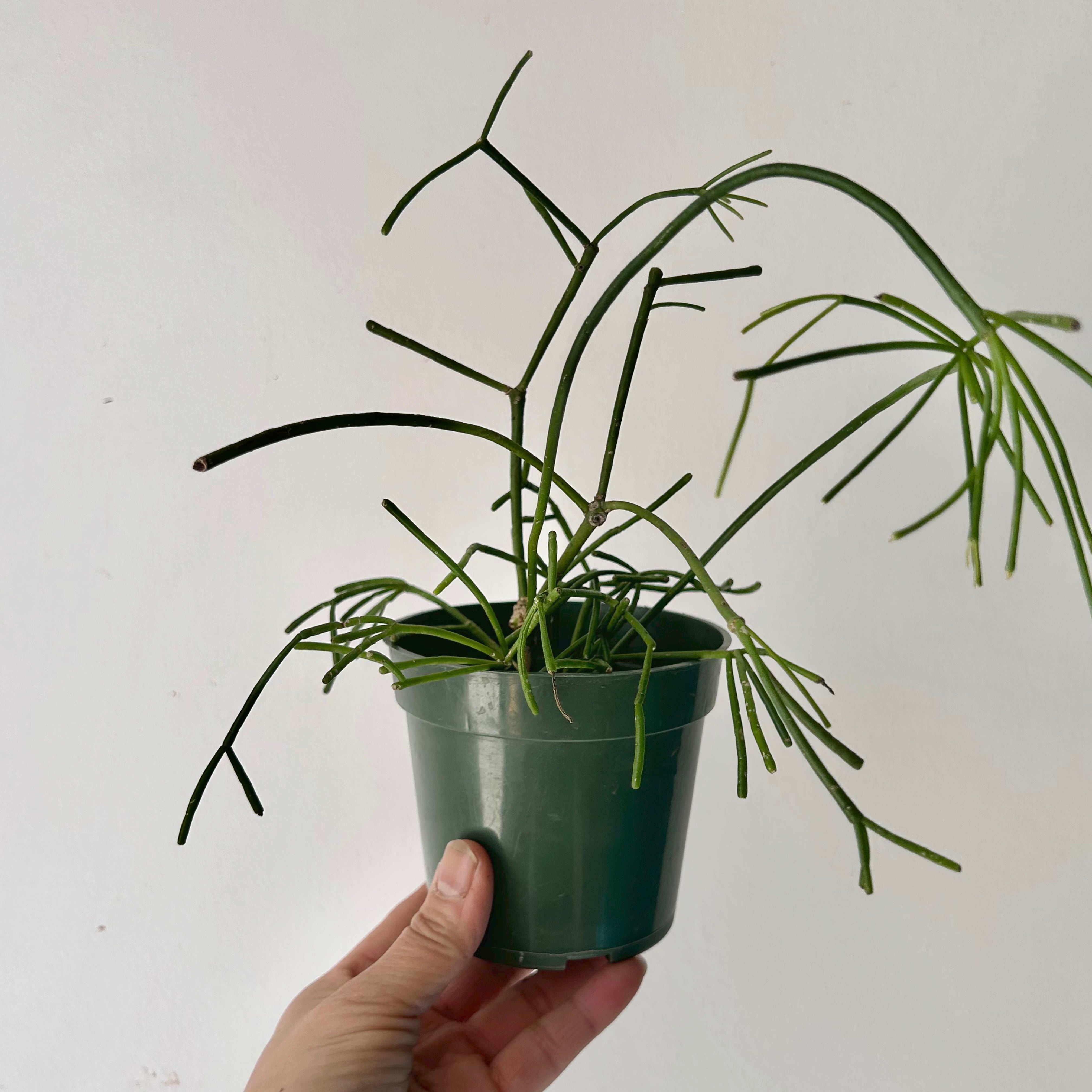 Rhipsalis capilliformis 4”pot