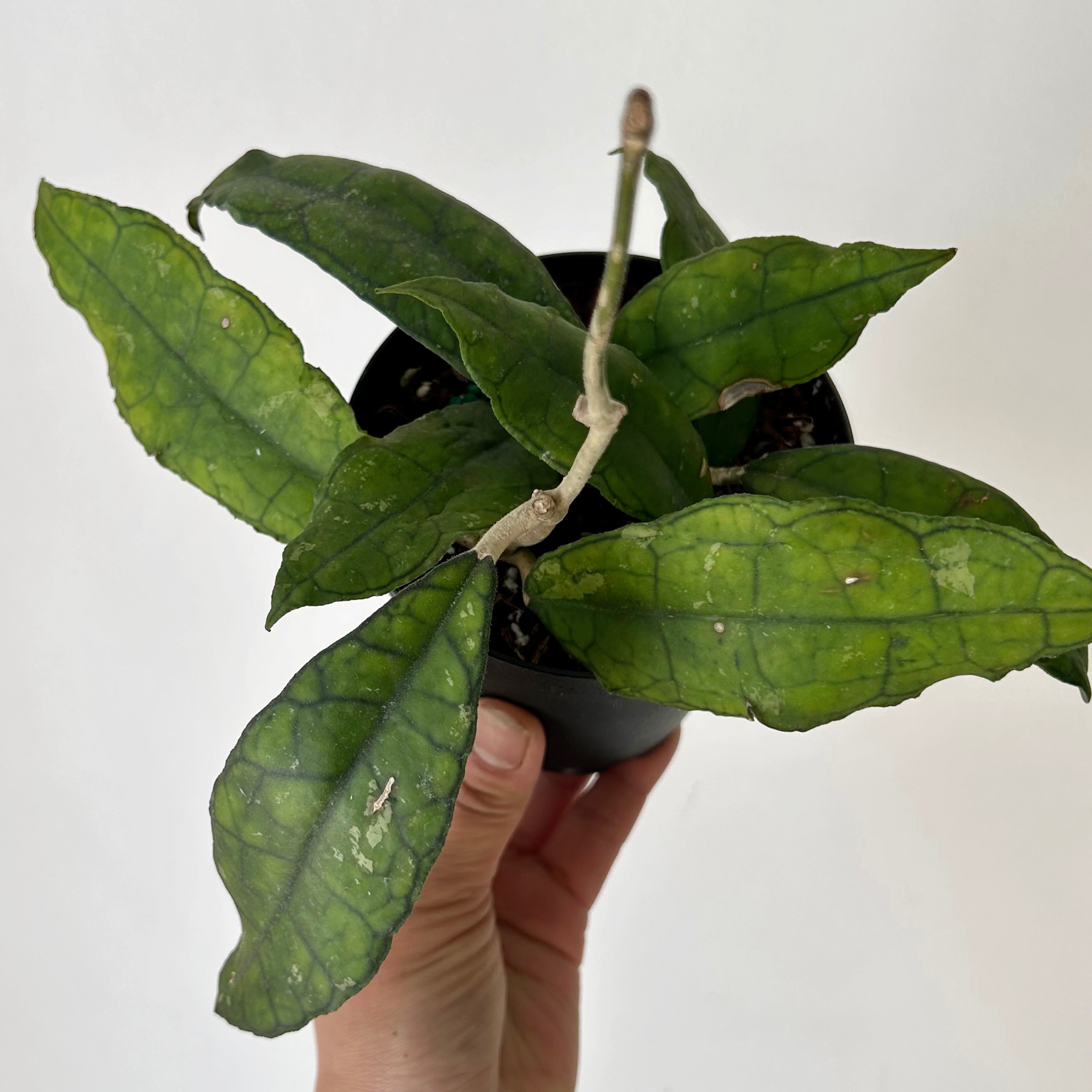 Hoya finlaysonii  4”pot