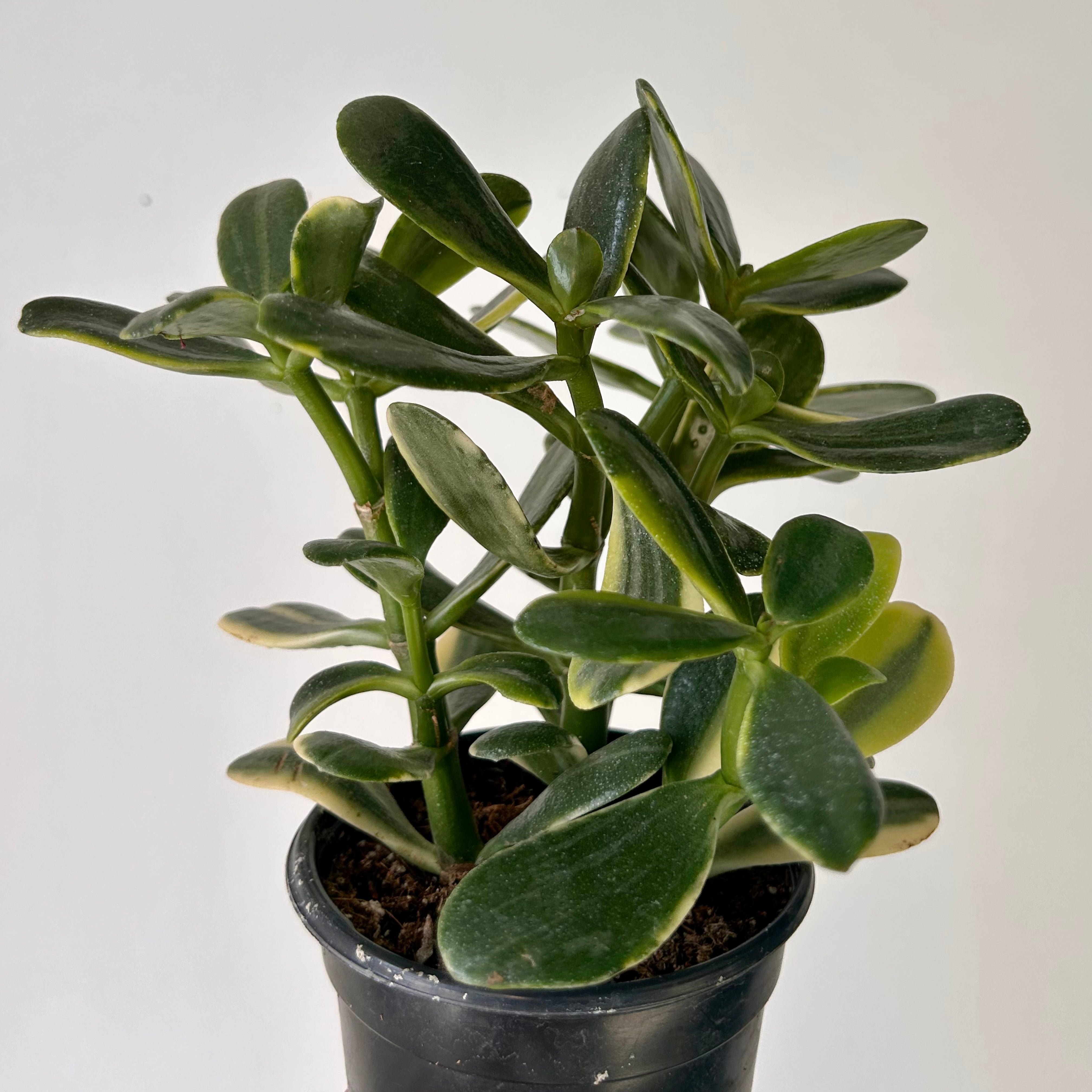 Golden Variegated Jade Succulent  (Crassula ovata) 4”pot