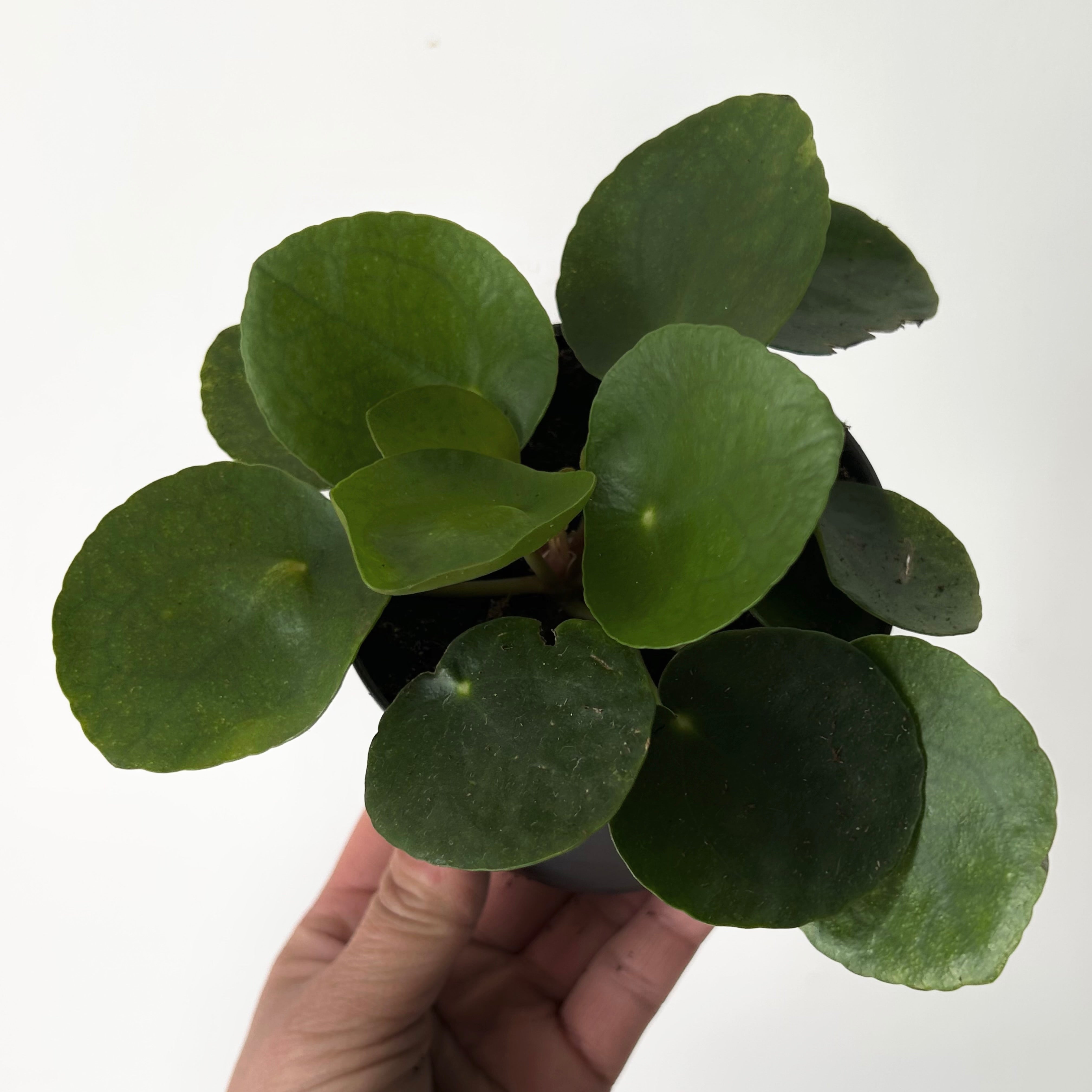 Chinese Money Plant (Pilea Peperomioides) 3.5”pot