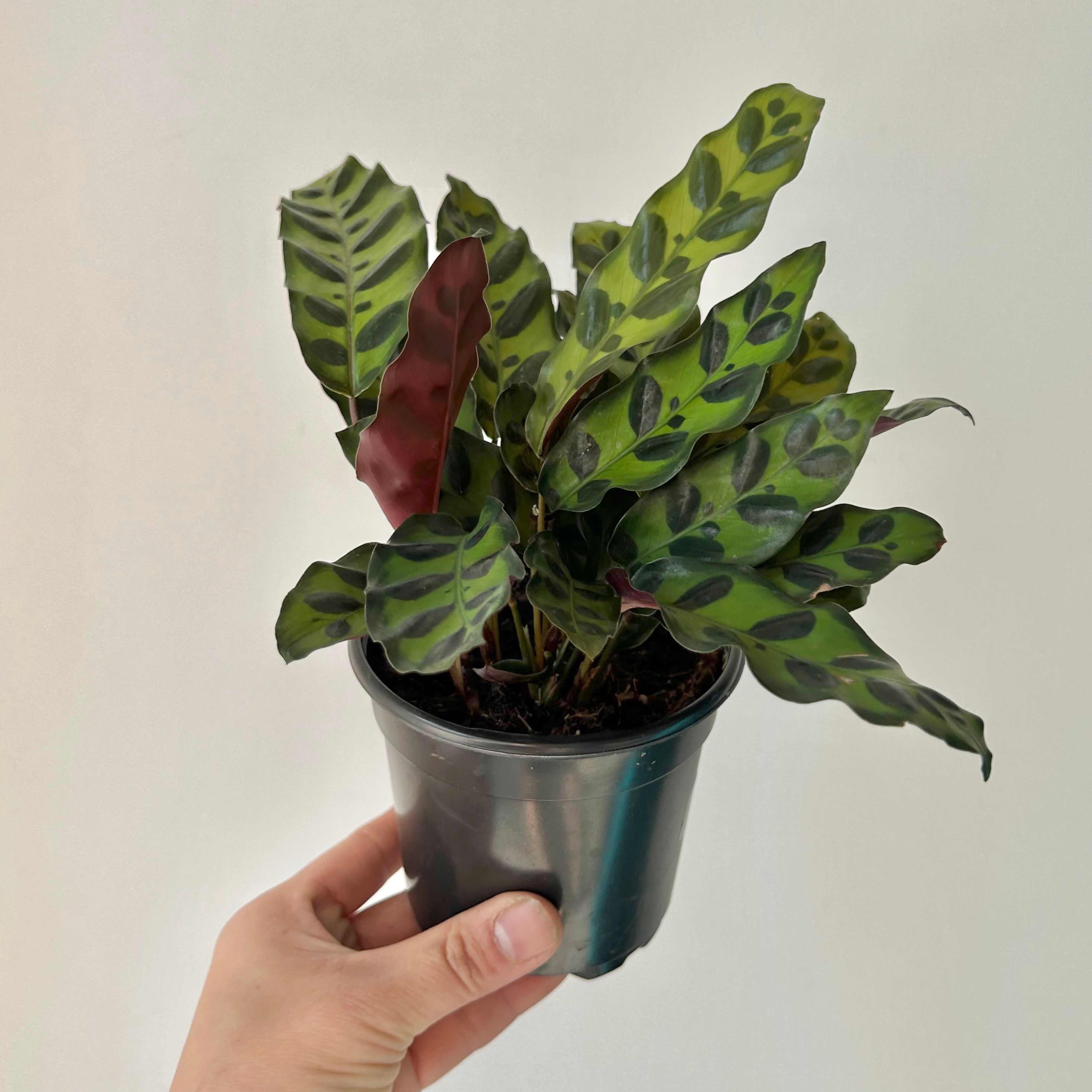Calathea lancifolia “Rattle Snake”  4”  pot