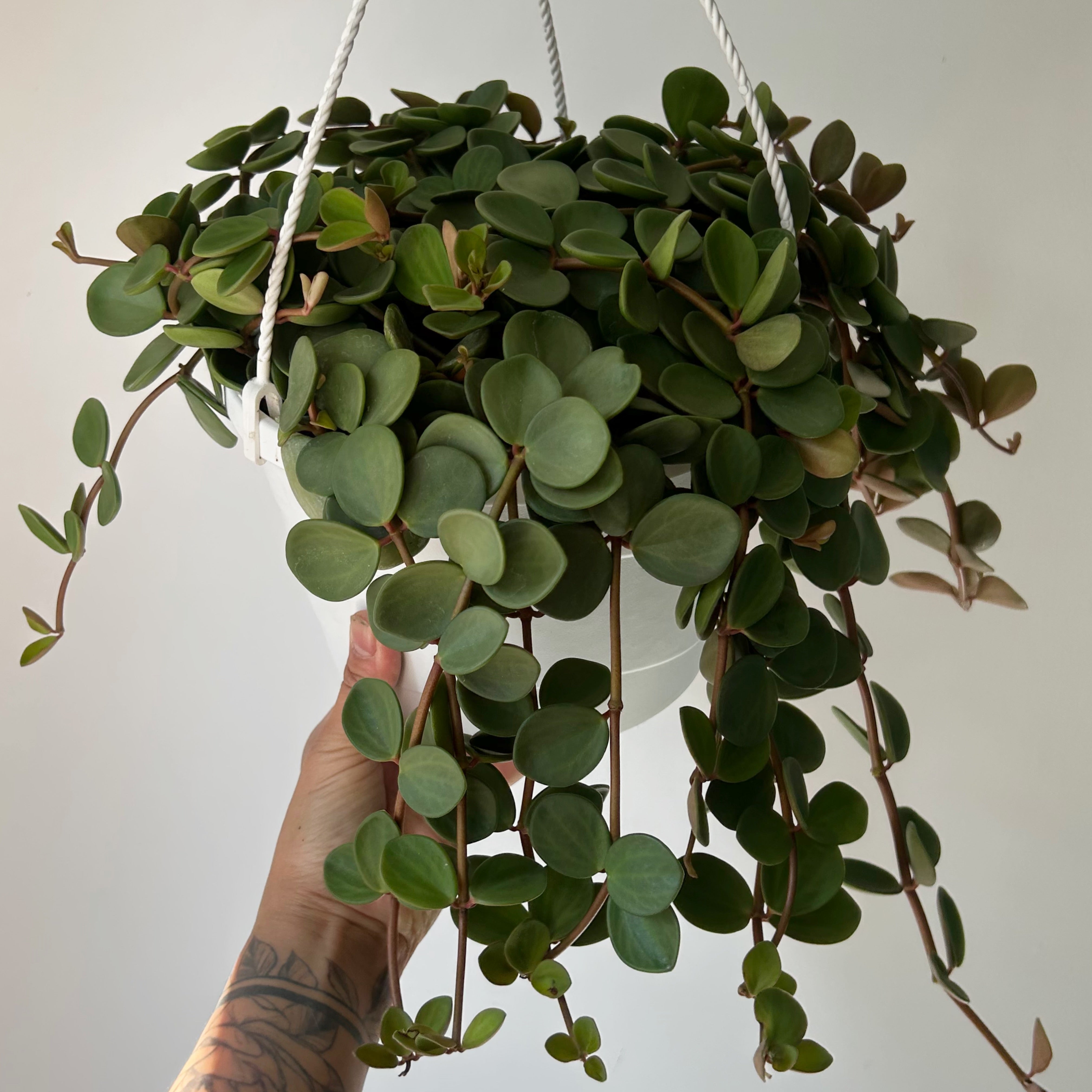 Peperomia "Hope" 8”hanging basket