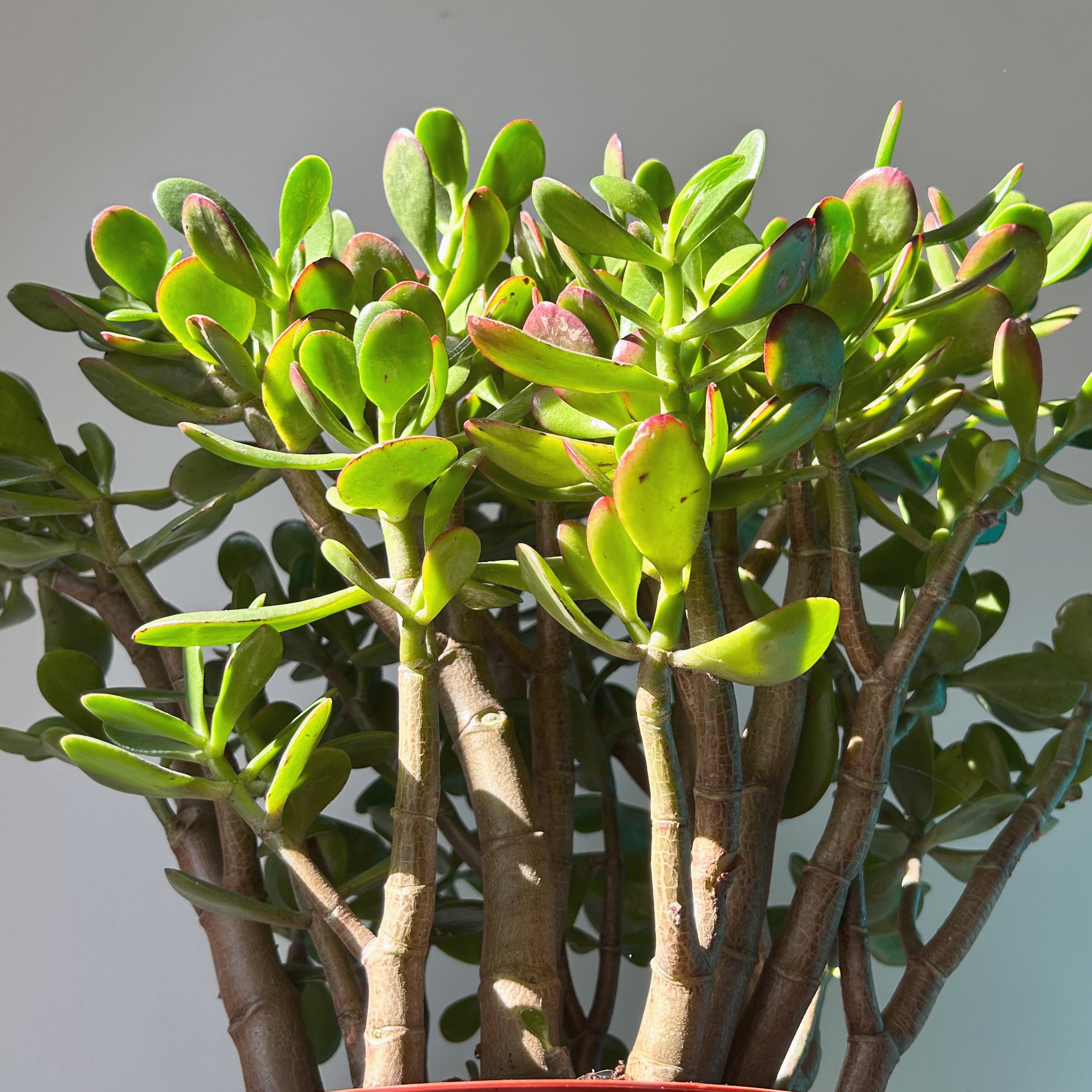 Jade Succulent Ovata “Sunset” 8”pot