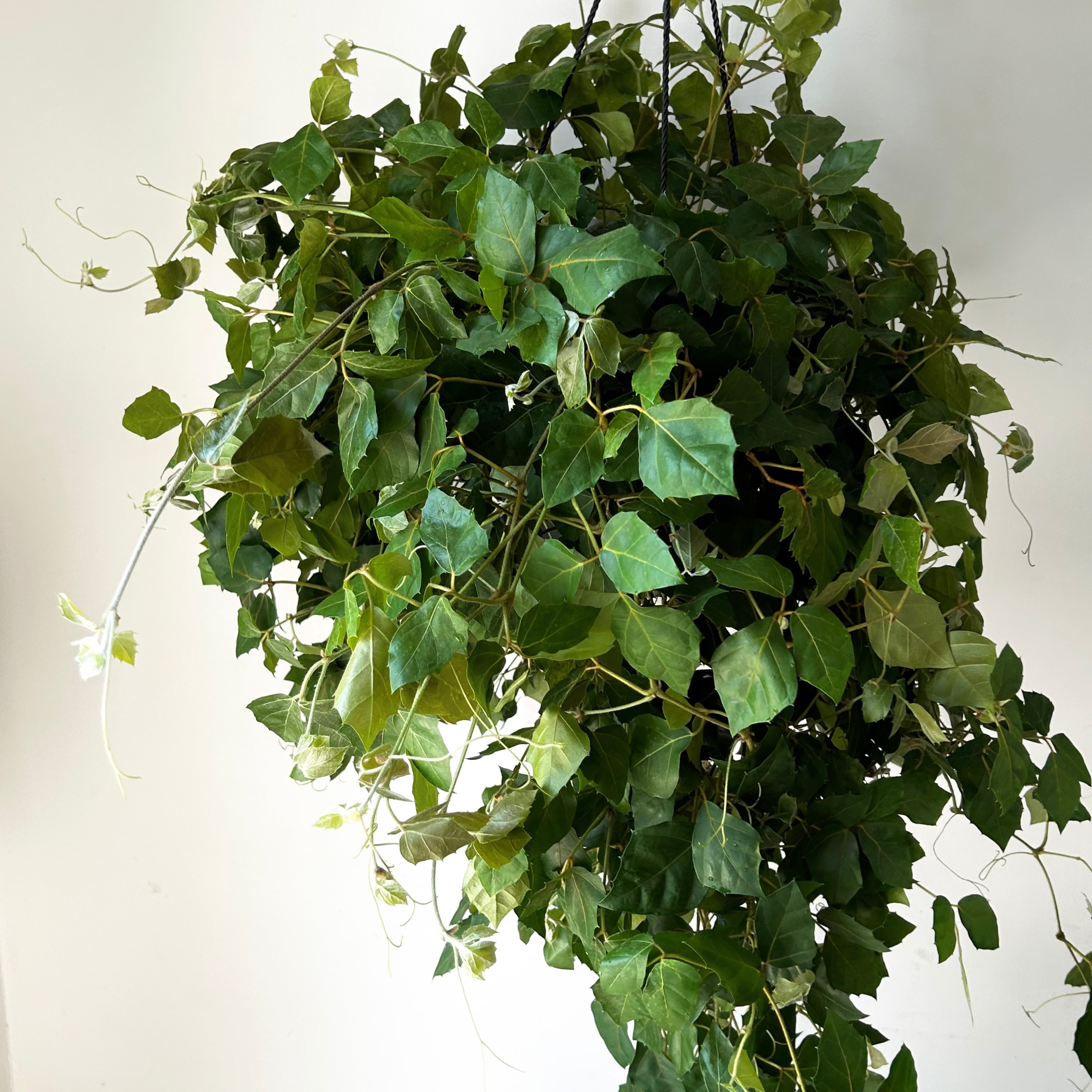 Grape Ivy (Cissus Rhombifolia) 8”Hanging Basket