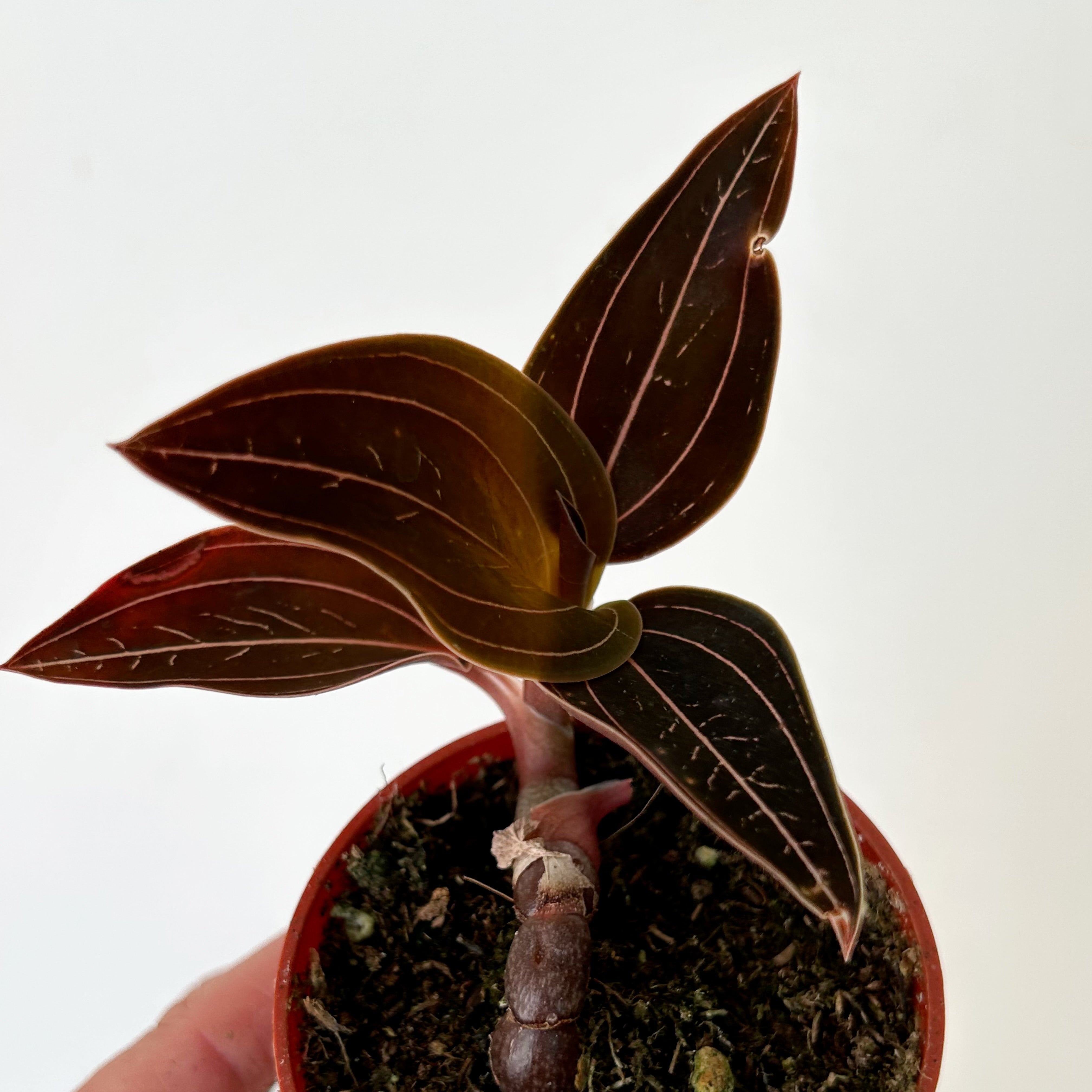 Jewel Orchid (Ludisia discolor ) 2.75”pot