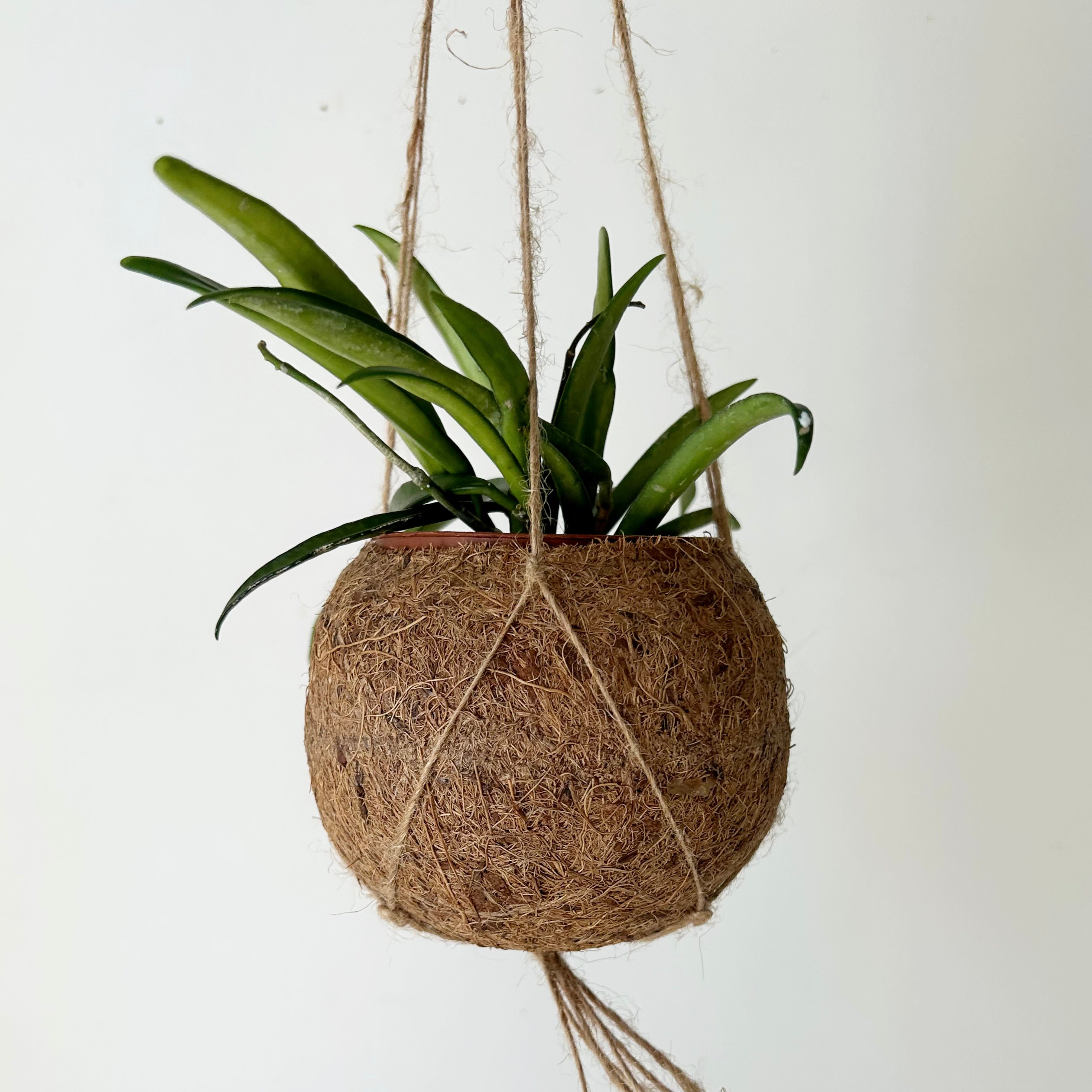 Hoya Shepherdii 3”pot