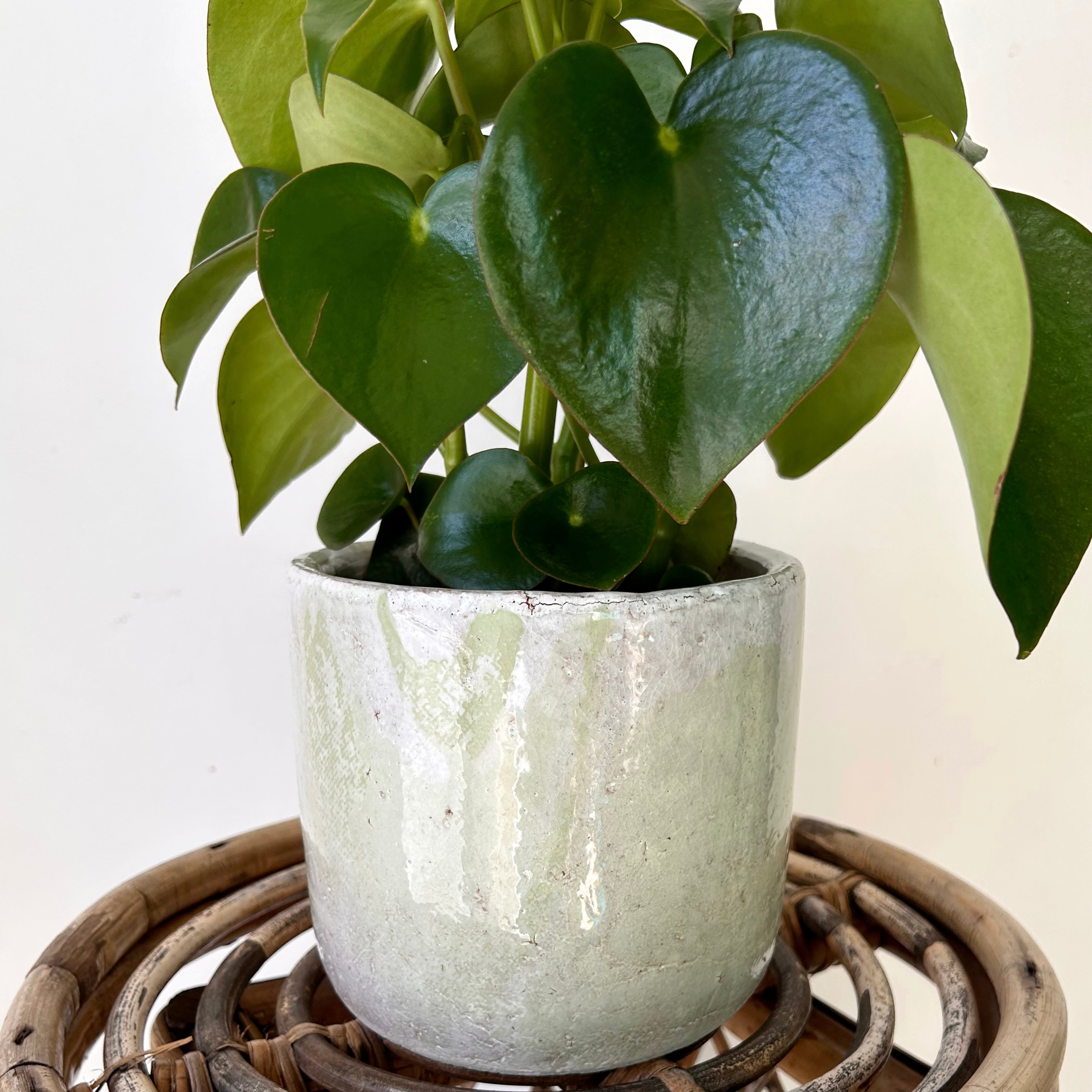 LUCA Decorative Ceramic Pot (5”x5) GREEN