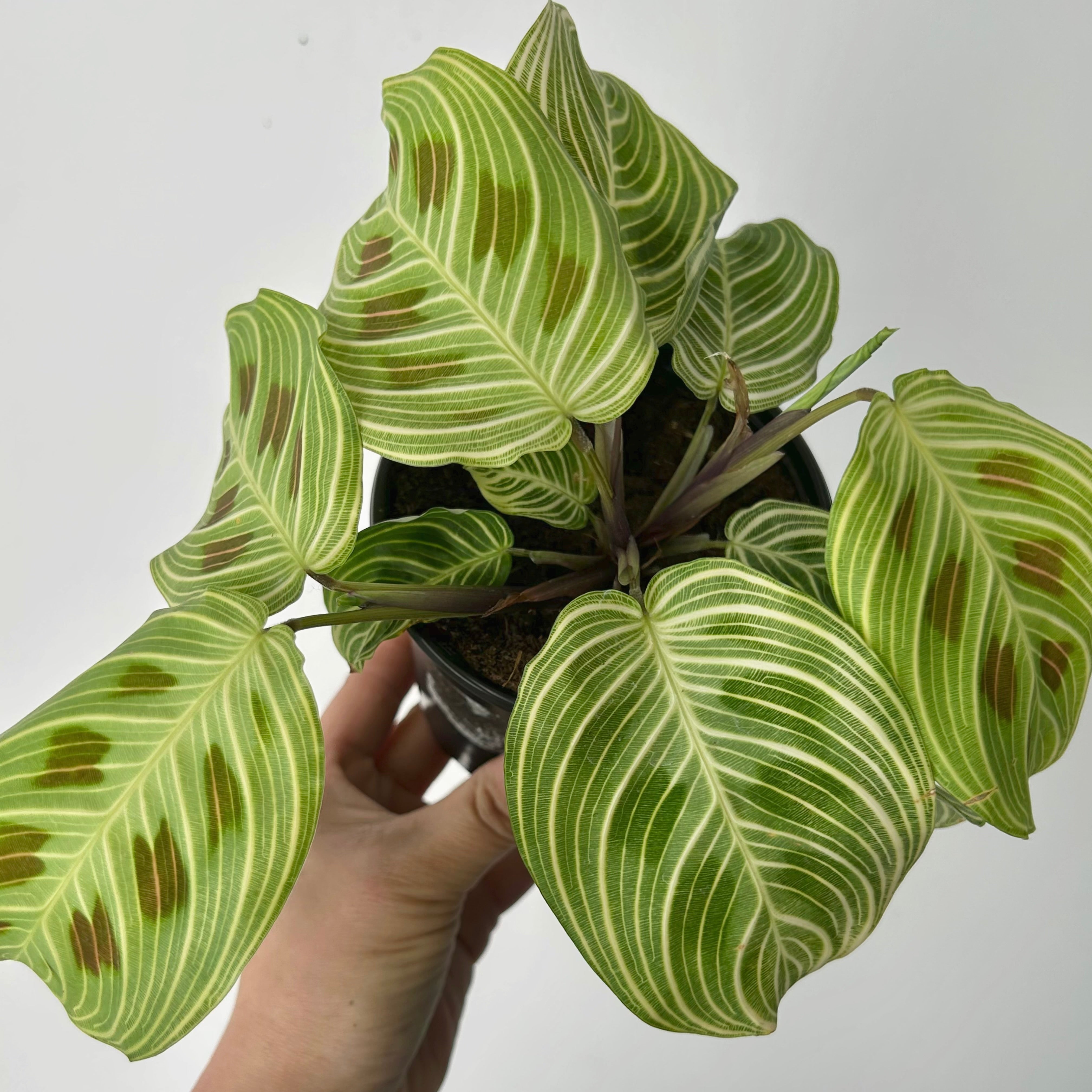 Gold Lines Prayer Plant (Maranta) 4” pot
