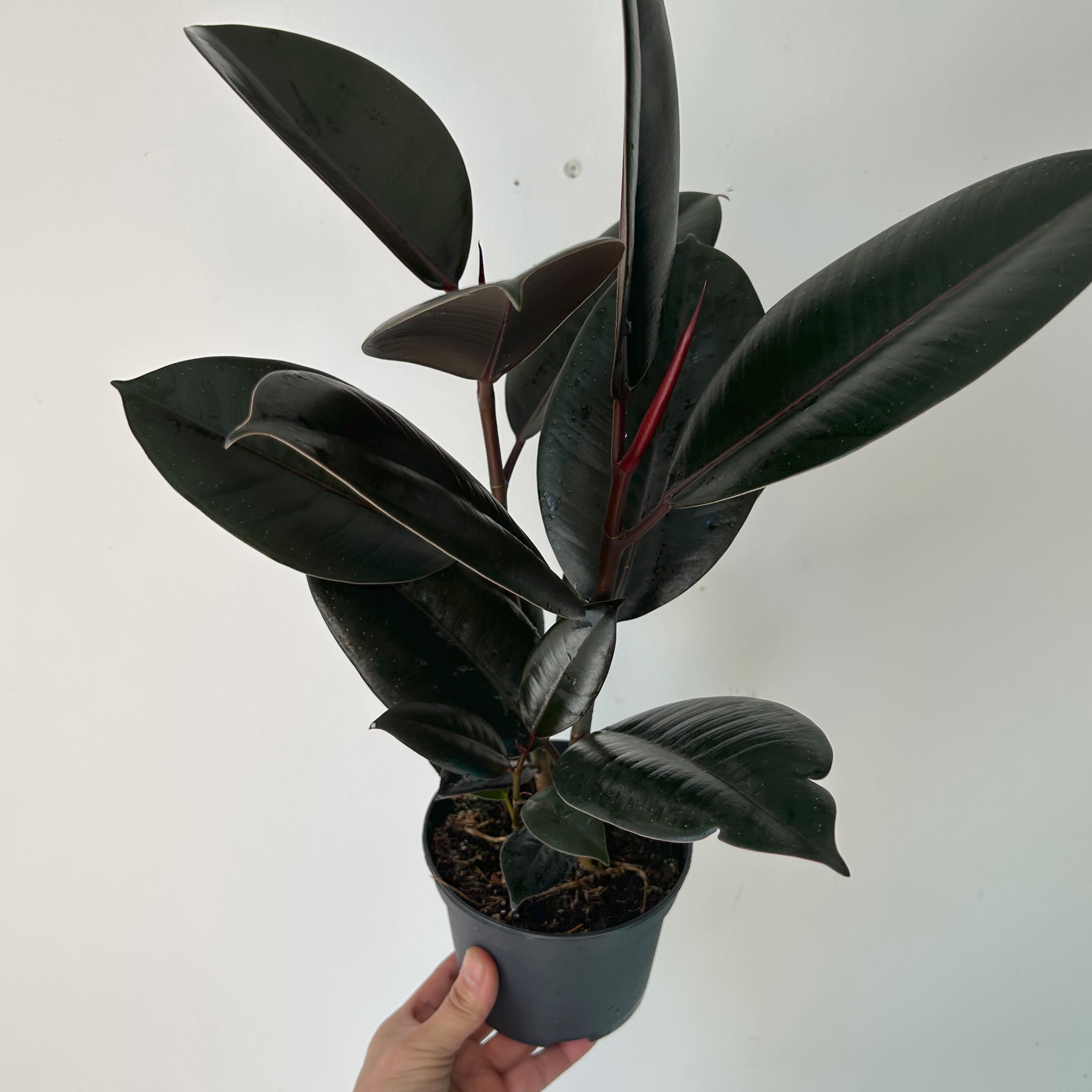 Burgundy Rubber Fig Column (Ficus Elastica) 5”pot