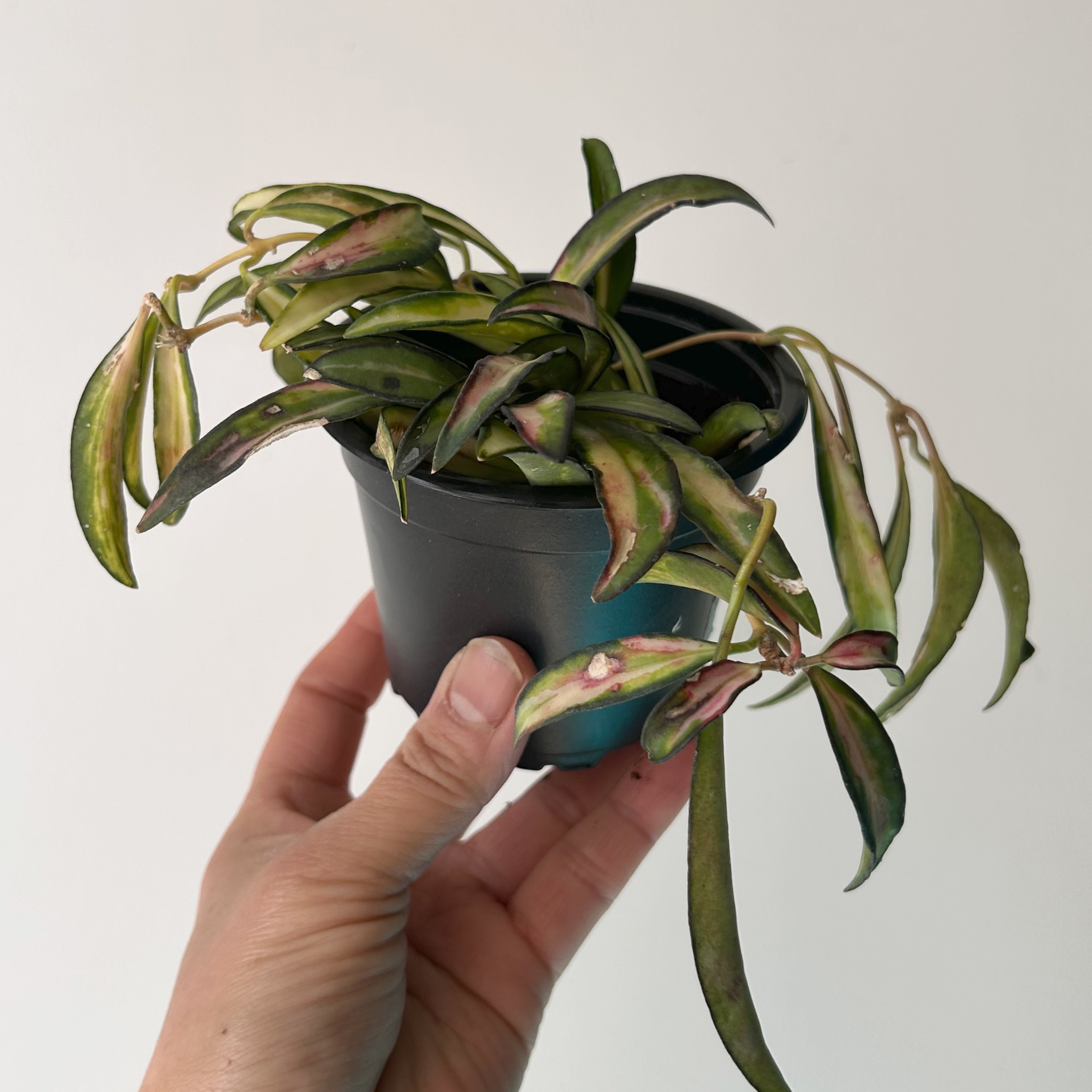 Variegated Hoya Kentiana 3.5”pot