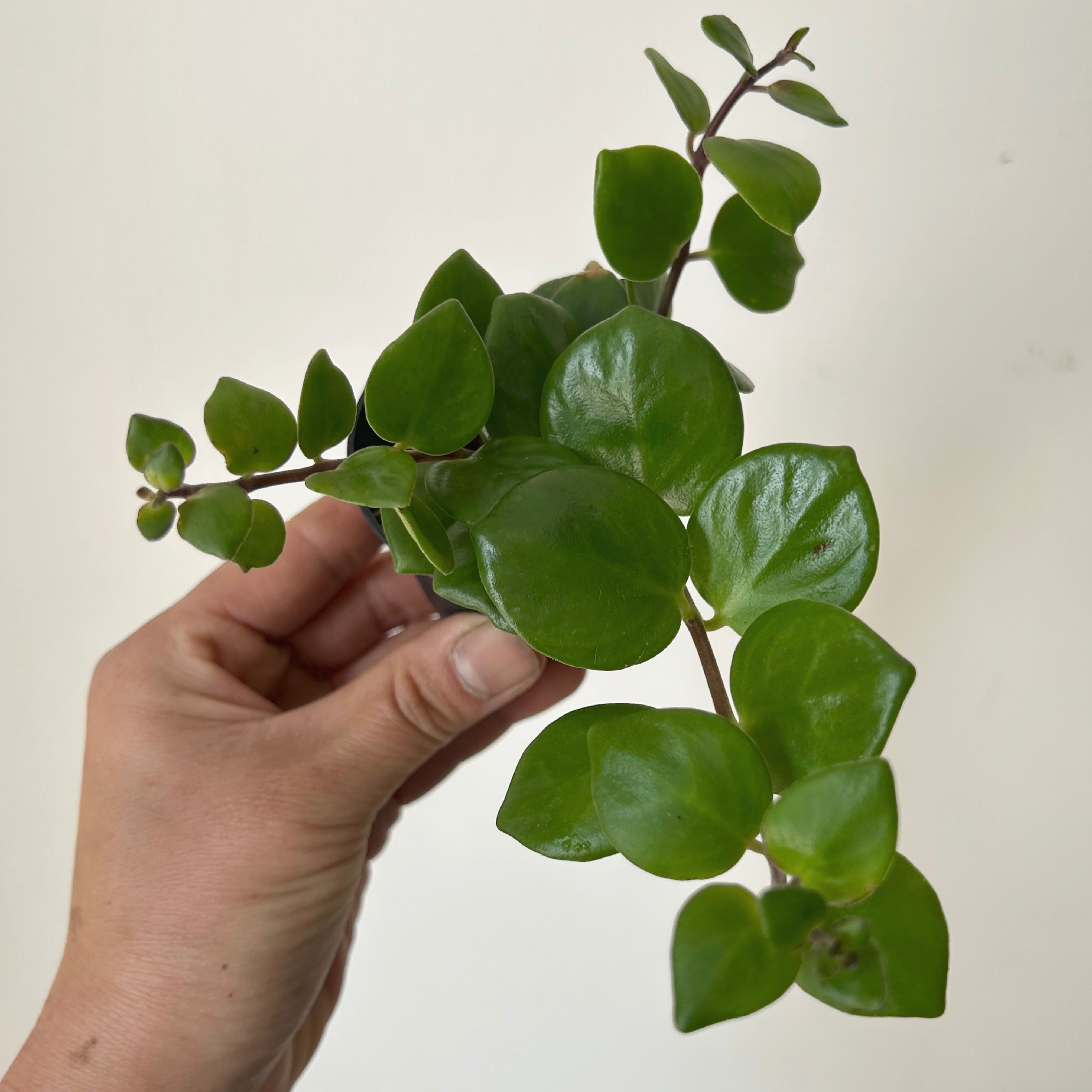 Pink Thai Lipstick vine (Aeschynanthus Radicans) 2.5”pot