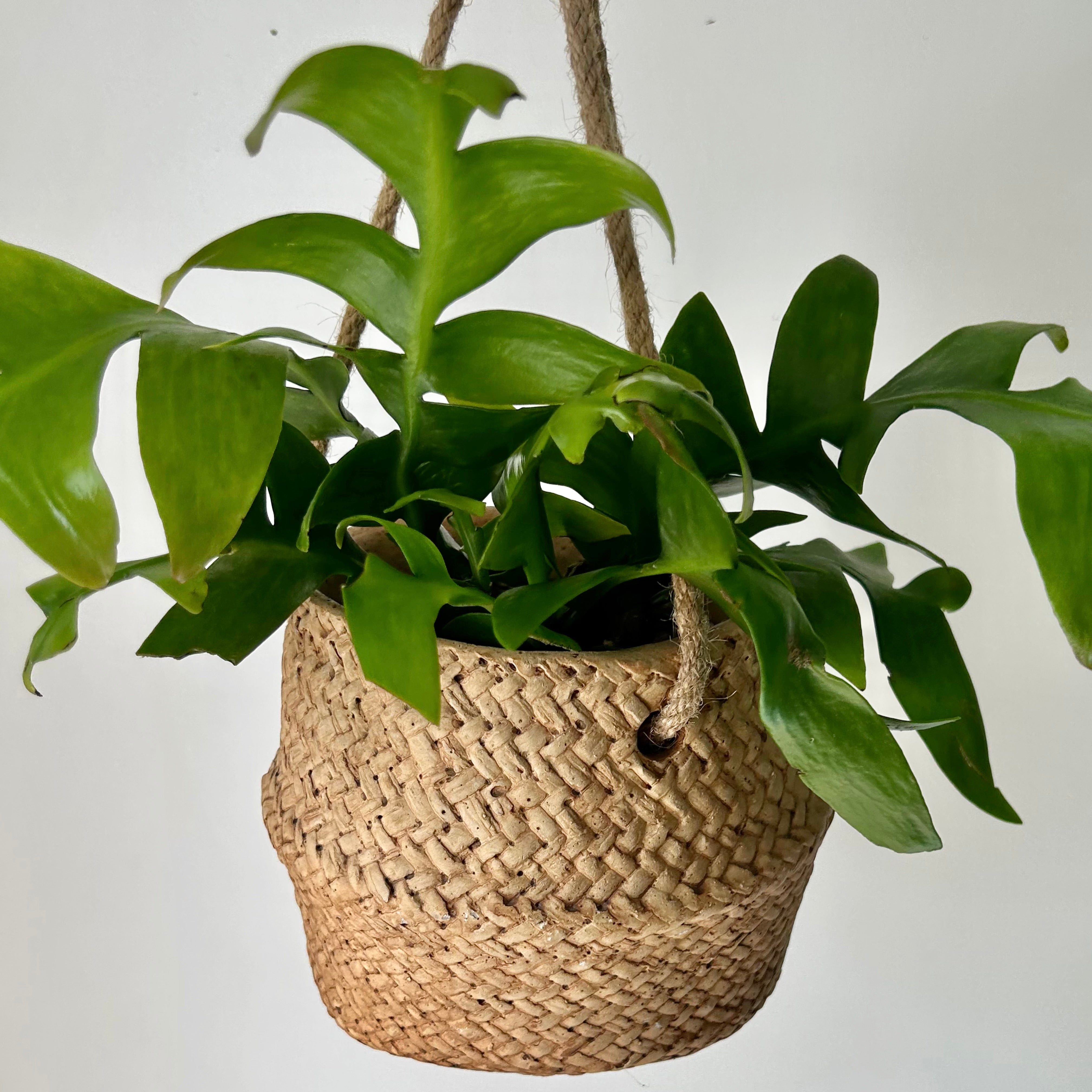 Fernleaf Orchid Cactus (Selenicereus chrysocardium) 4” pot