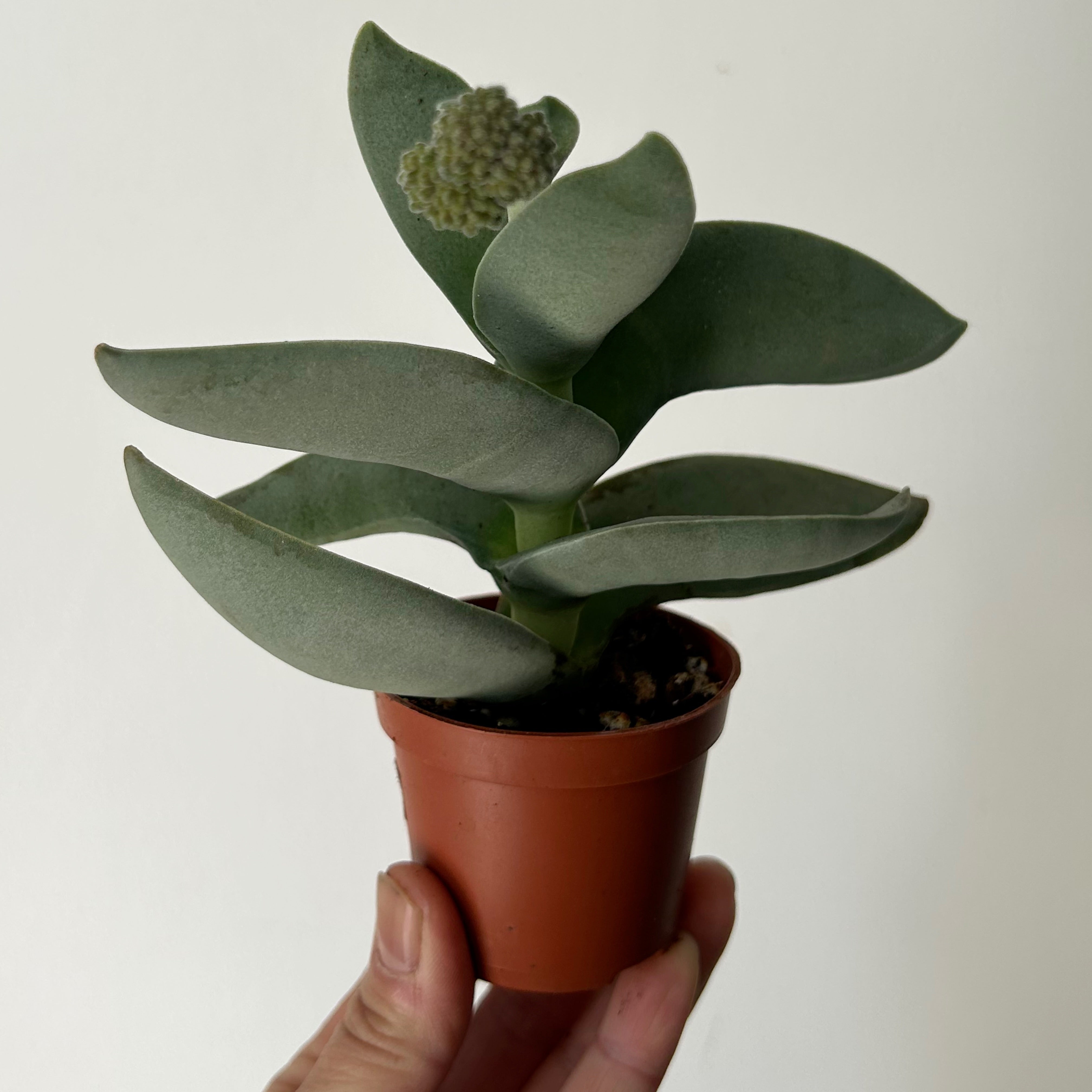 Propeller Succulent (Crassula falcata) 2.5”pot