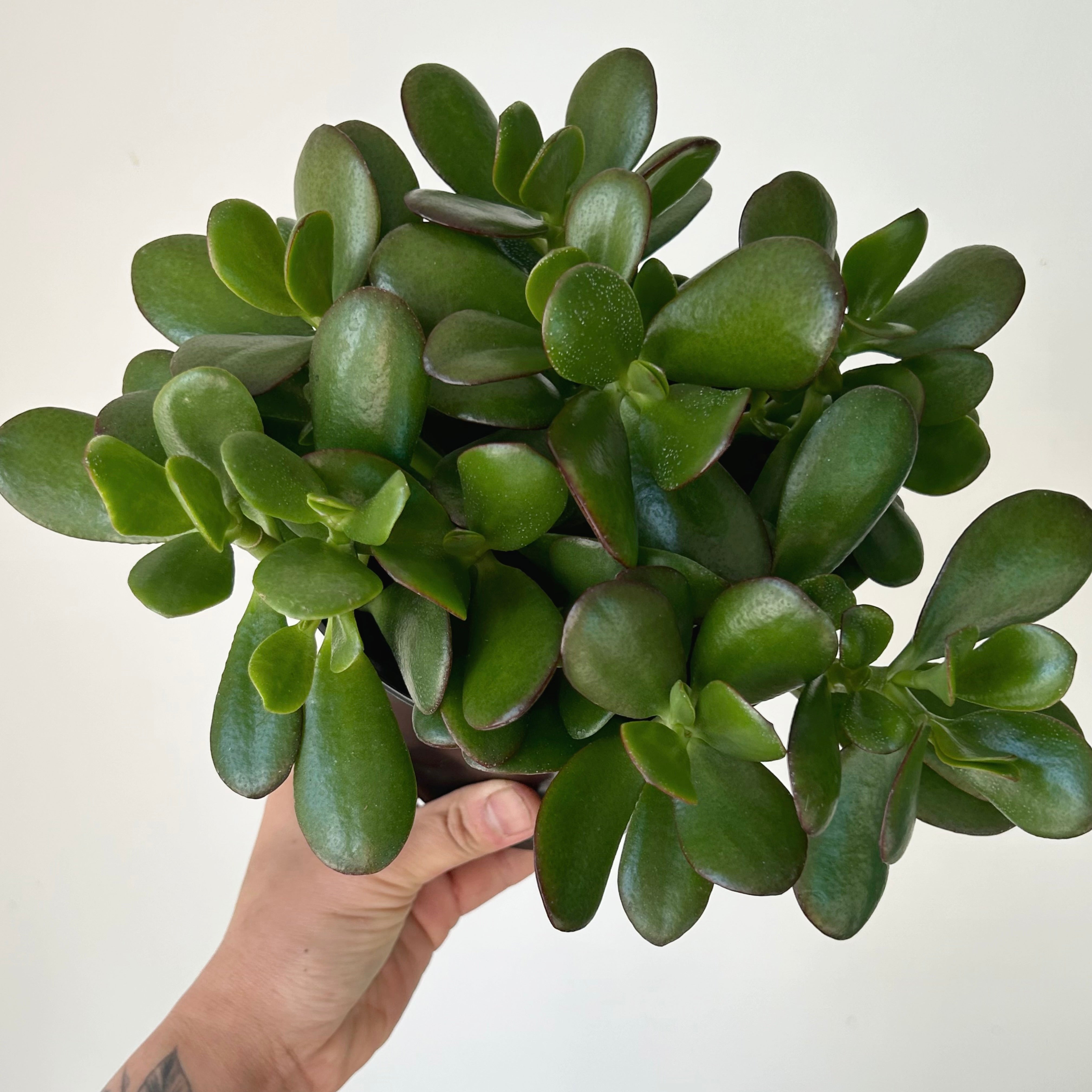 Jade Succulent (Crassula Ovata) 6” pot