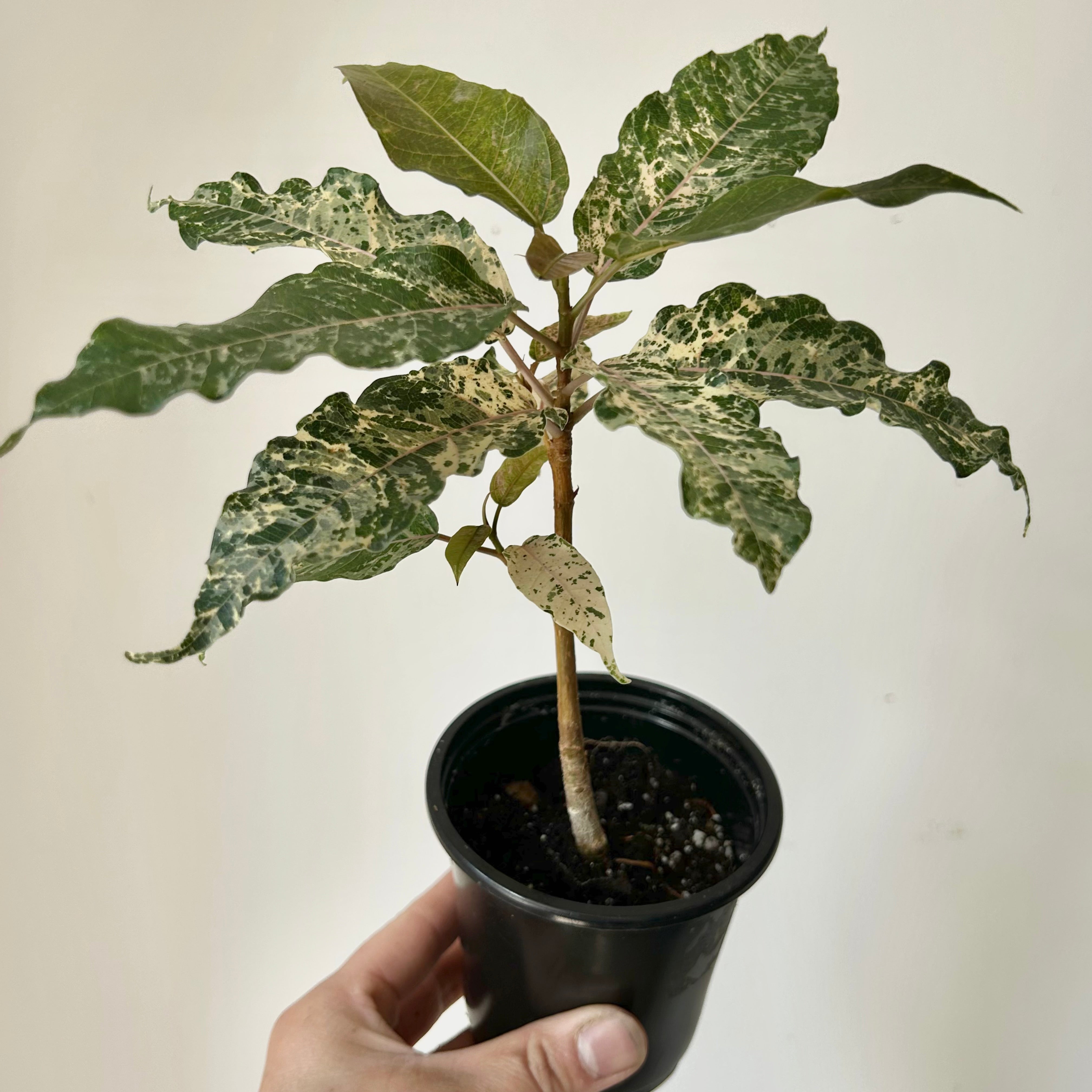 Variegated Clown Fig (Ficus aspera)  3.5”pot
