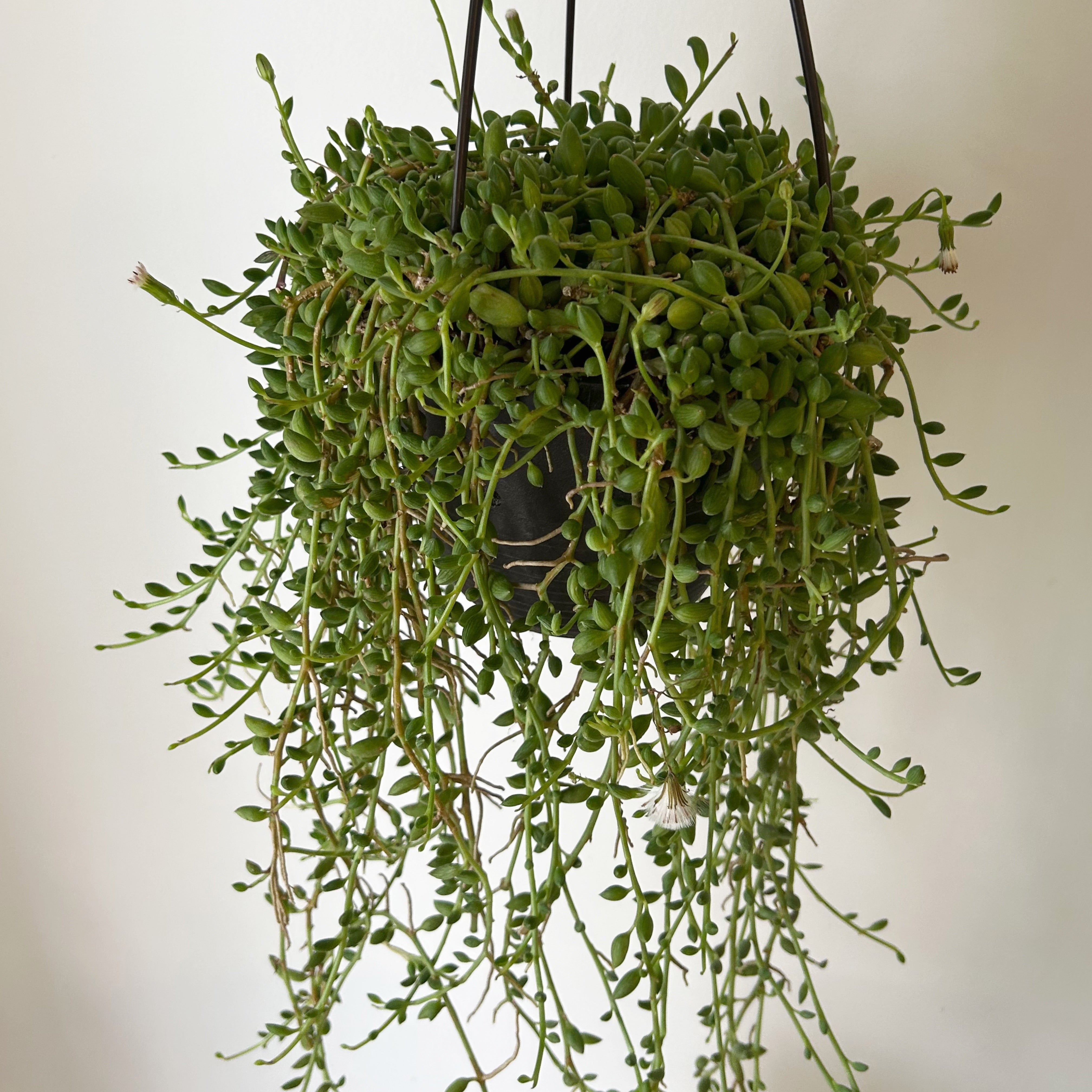 String of Watermelon Succulent (Senecio herreianus) 6” hanging basket