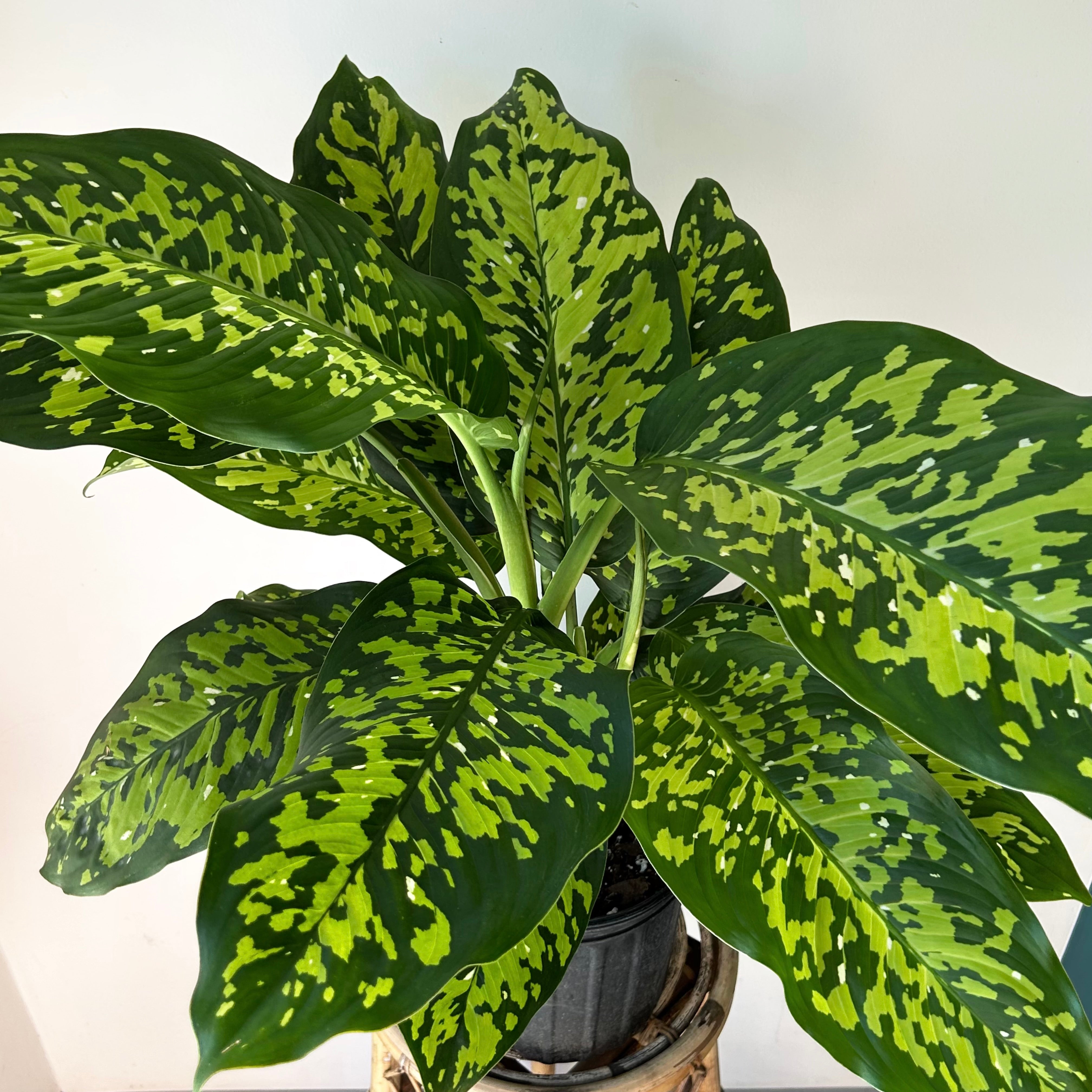 Dieffenbachia “Cheetah” 9” pot