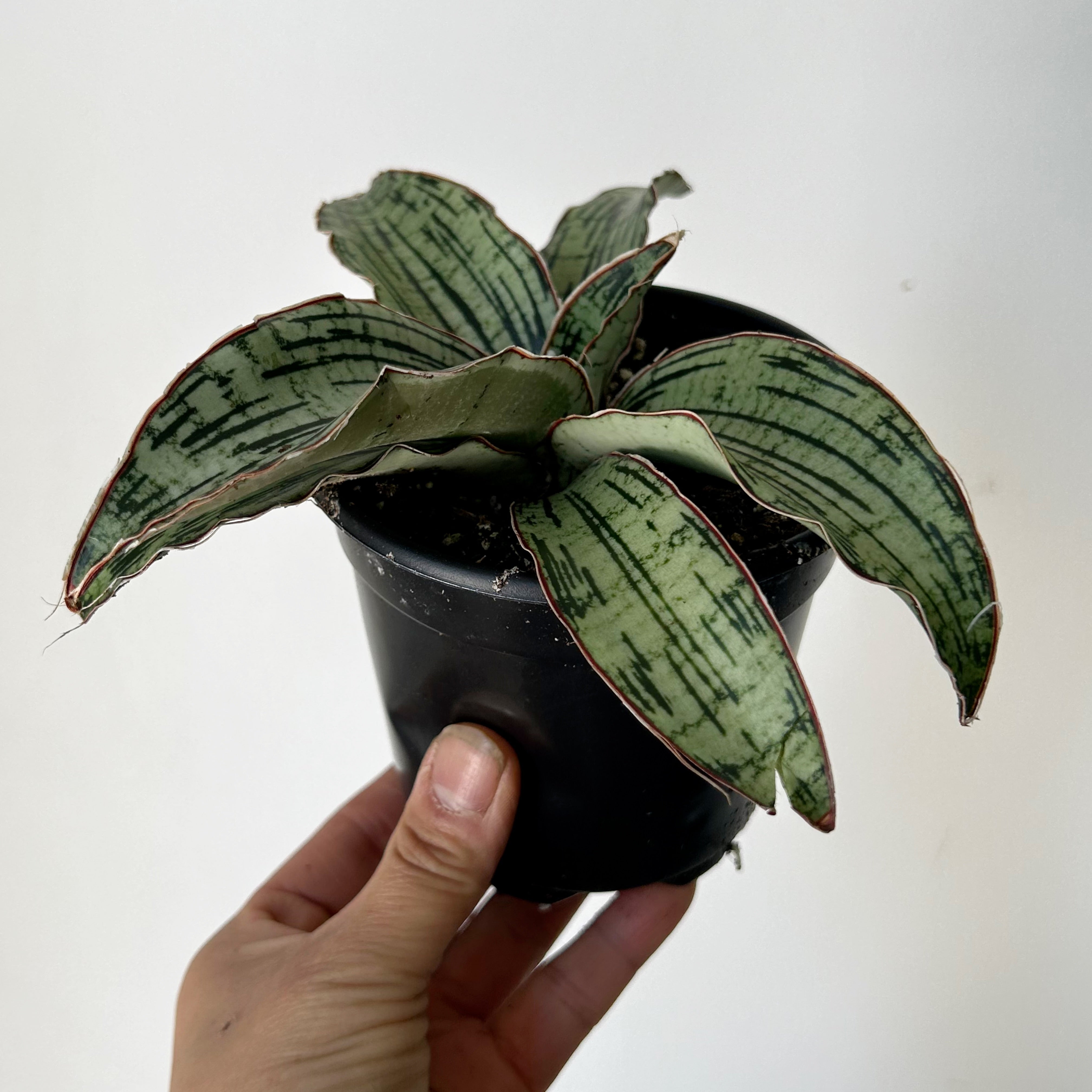 Sansevieria "Cleopatra “4” pot