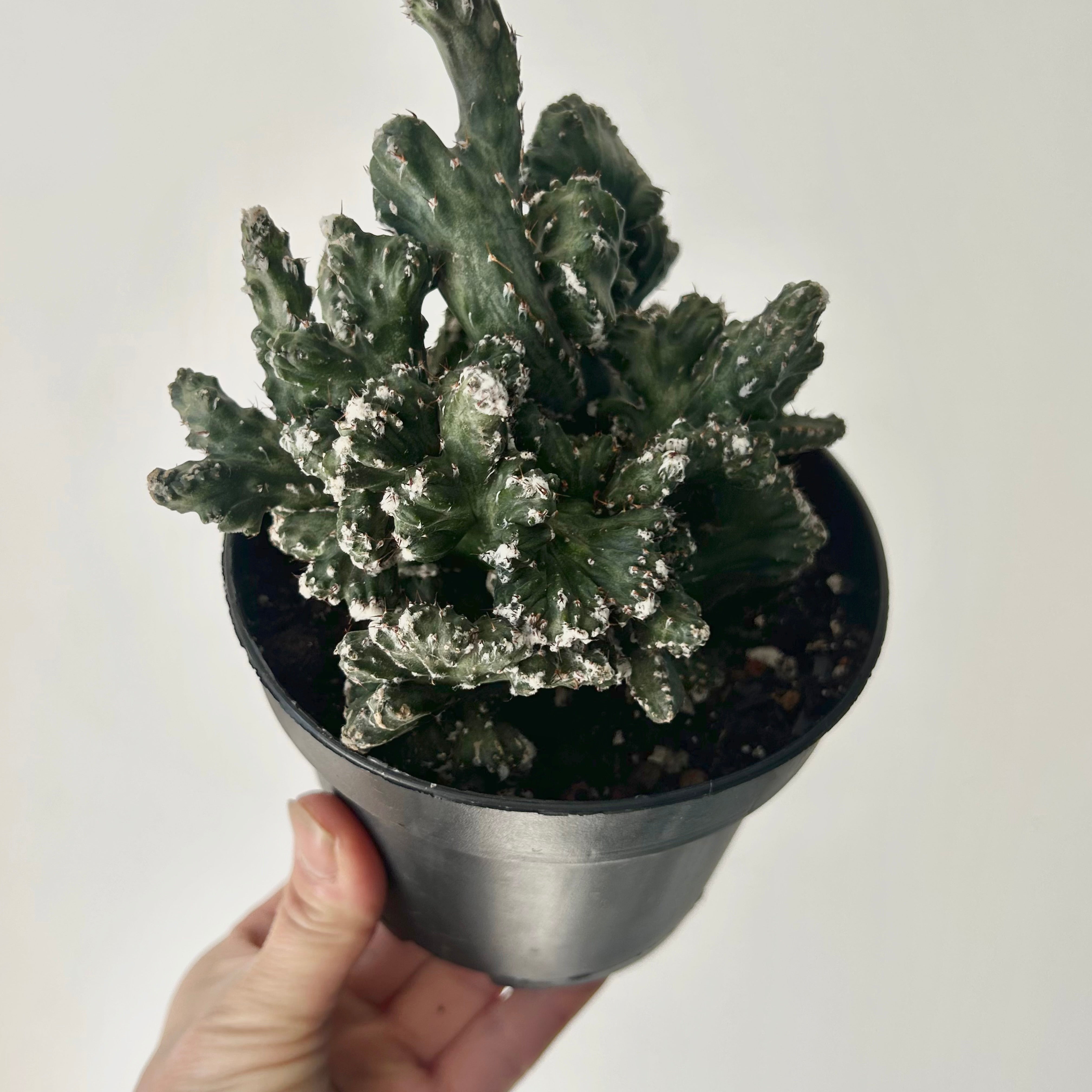 Crested Cereus spegazzinii 5”pot