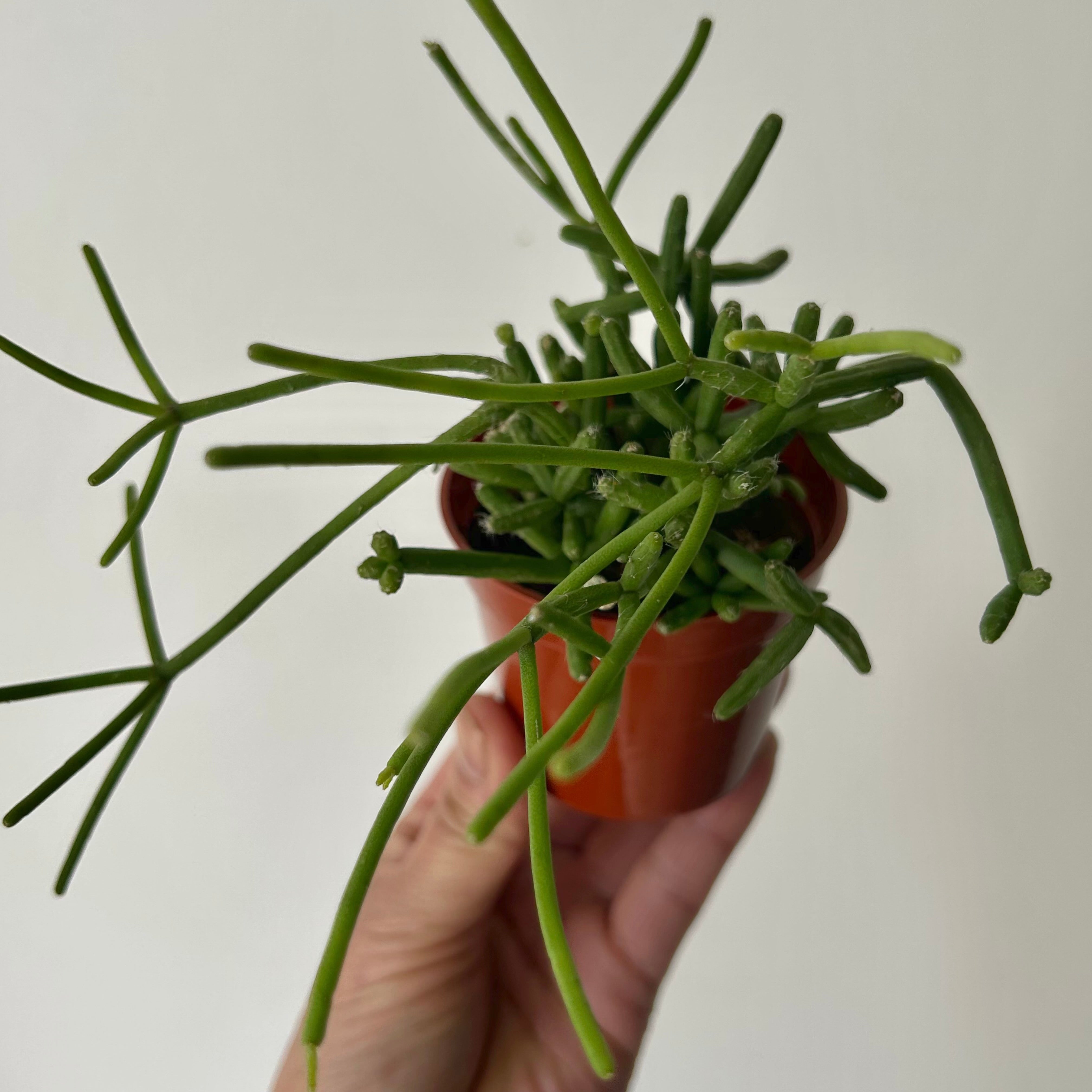 Rhipsalis heteroclada 3”pot