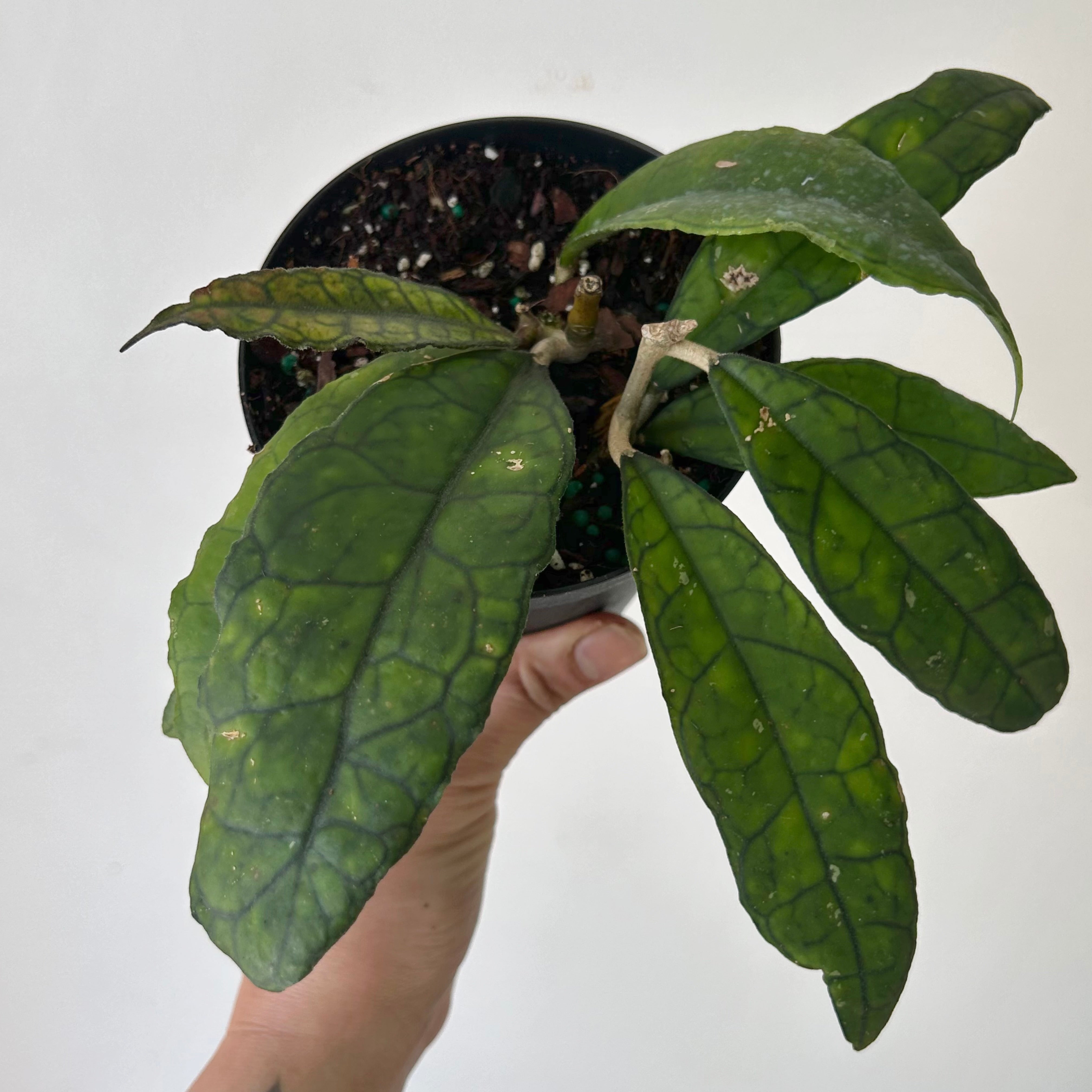 Hoya finlaysonii  4”pot