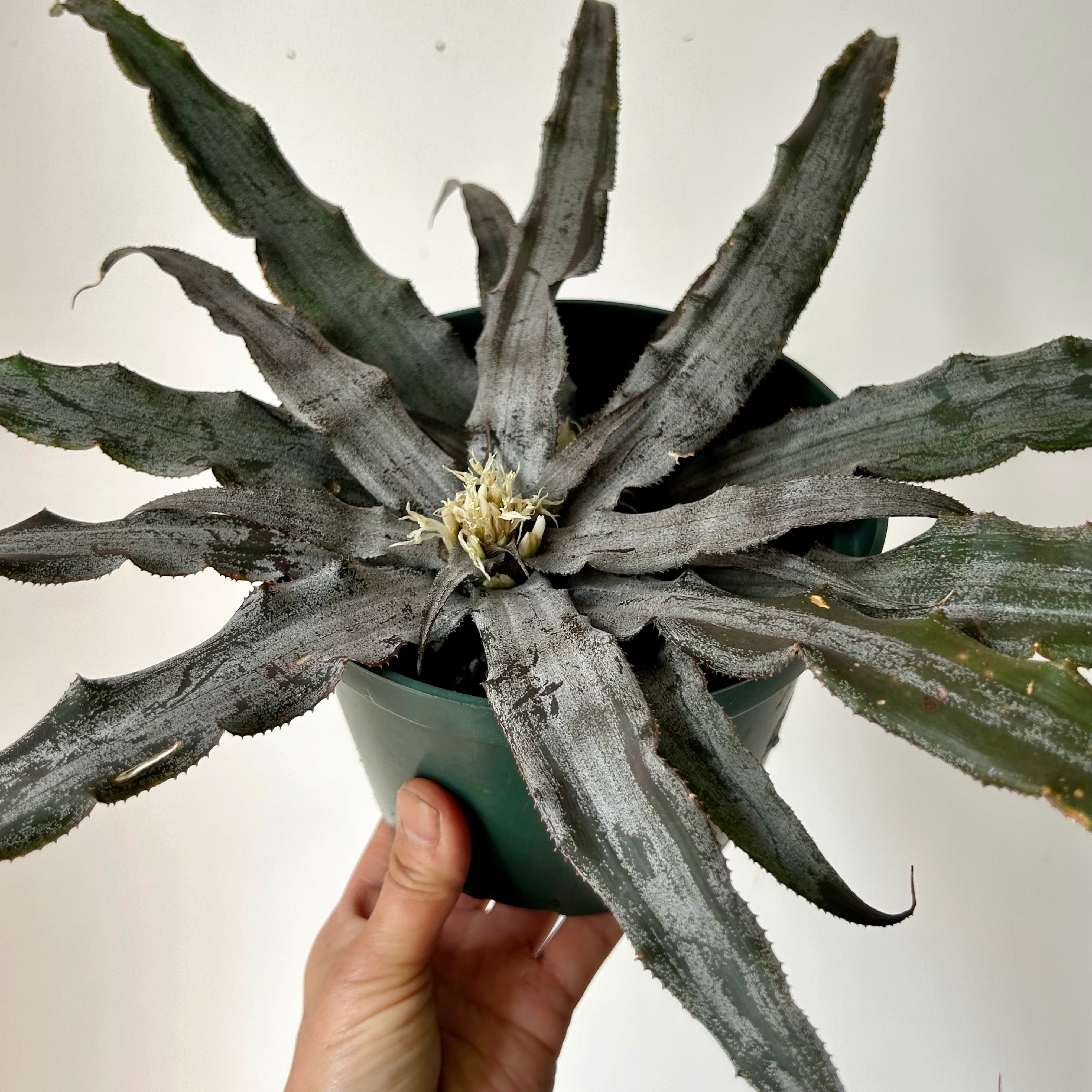 Earth Star Cryptanthus 6”pot