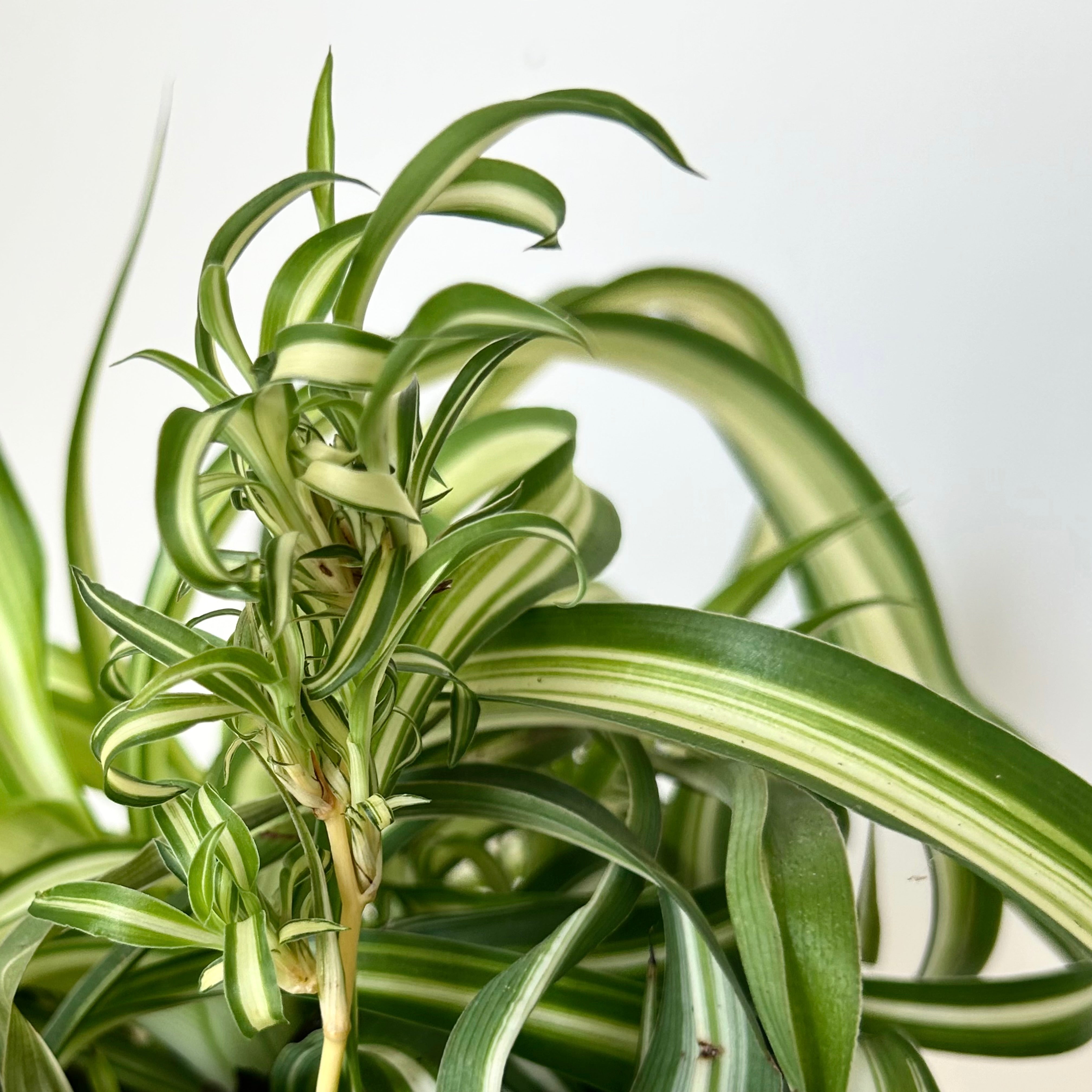 Curly Spider Plant Variegated (Chlorophytum Comosum) 5” pot