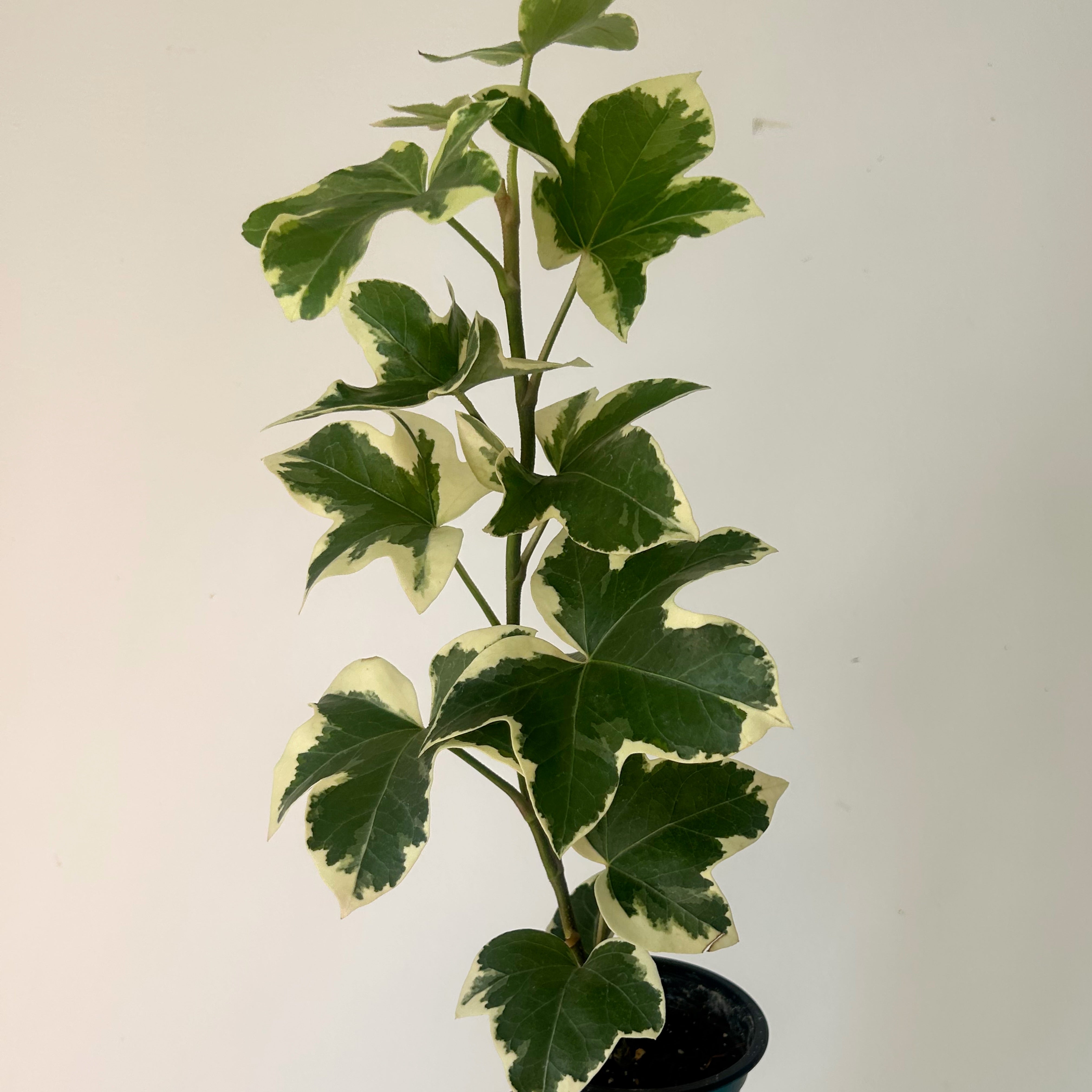 Variegated Tree Ivy Hybrid (xFatshedera lizei) 3.5” pot