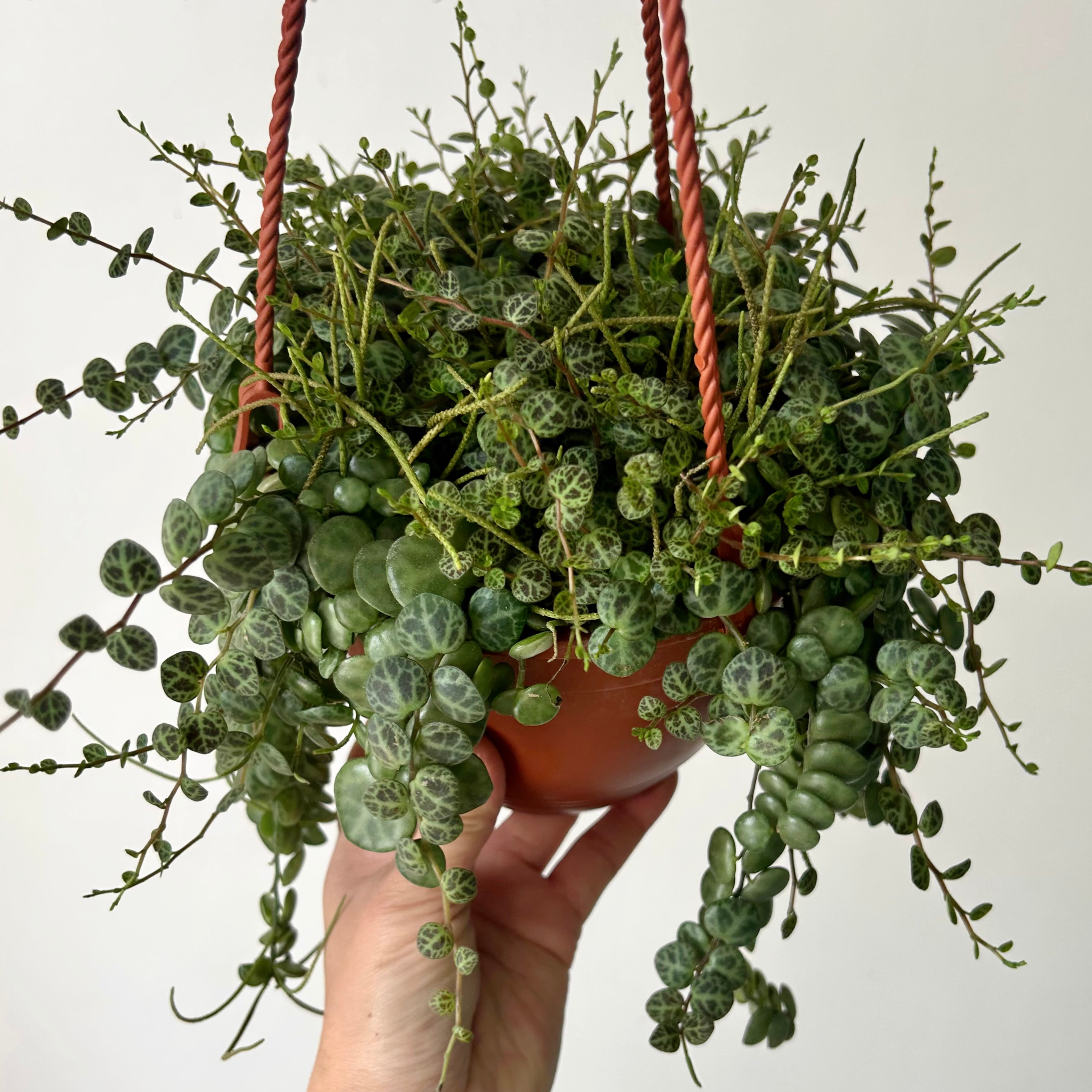 String of Turtles (Peperomia Prostrata) 6” hanging basket