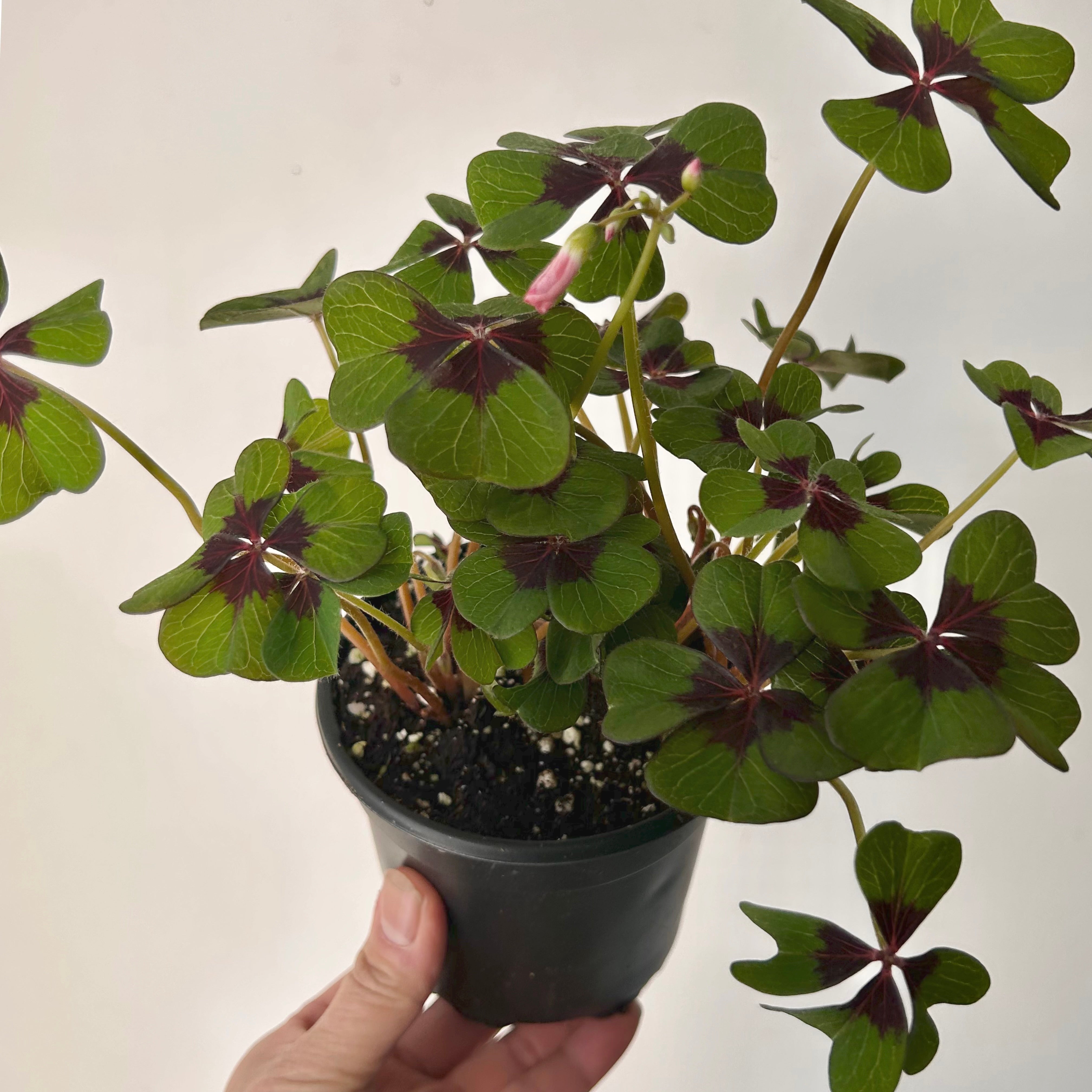Oxalis tetraphylla "Iron Cross" 4” pot