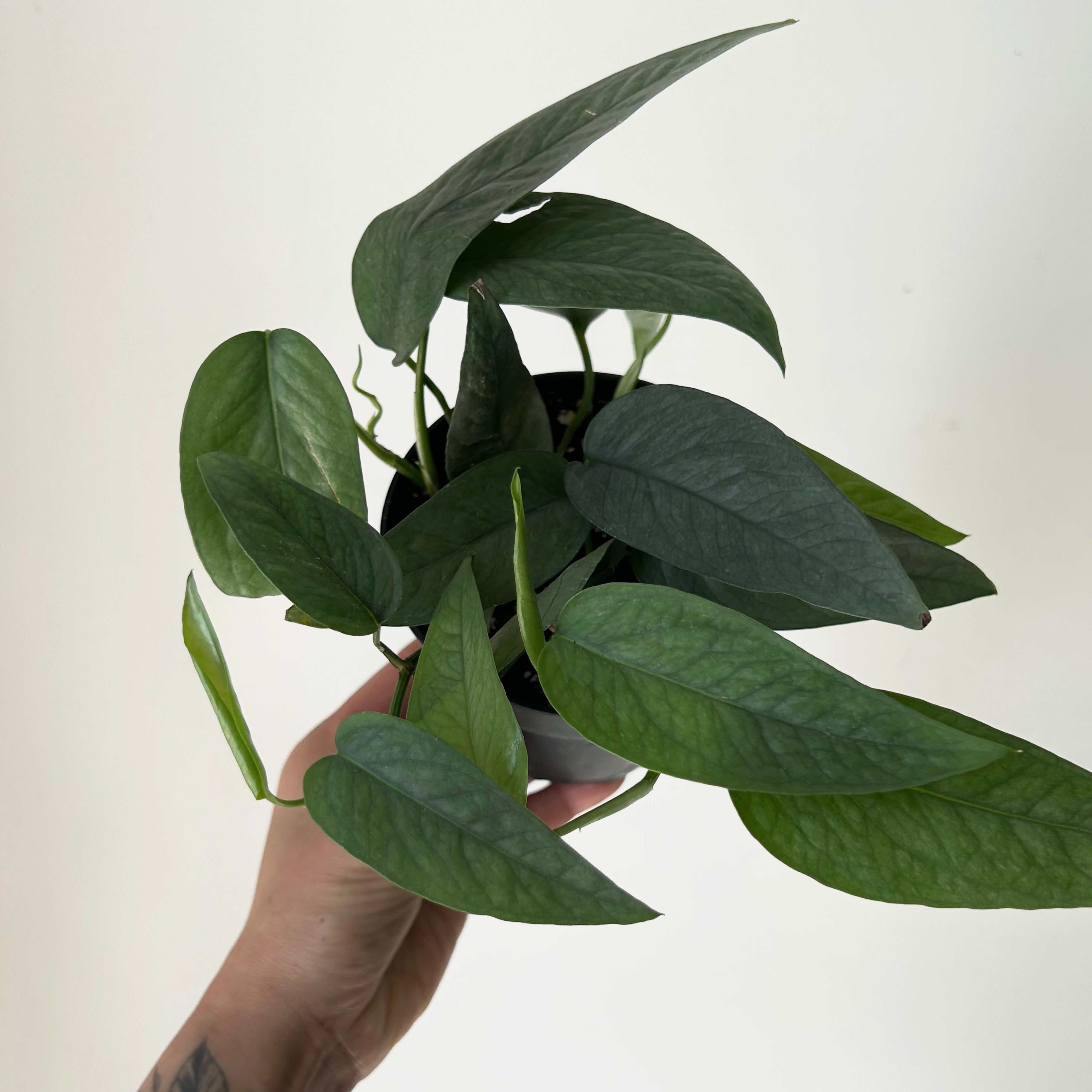 Pothos “Cebu Blue” 3.5”pot