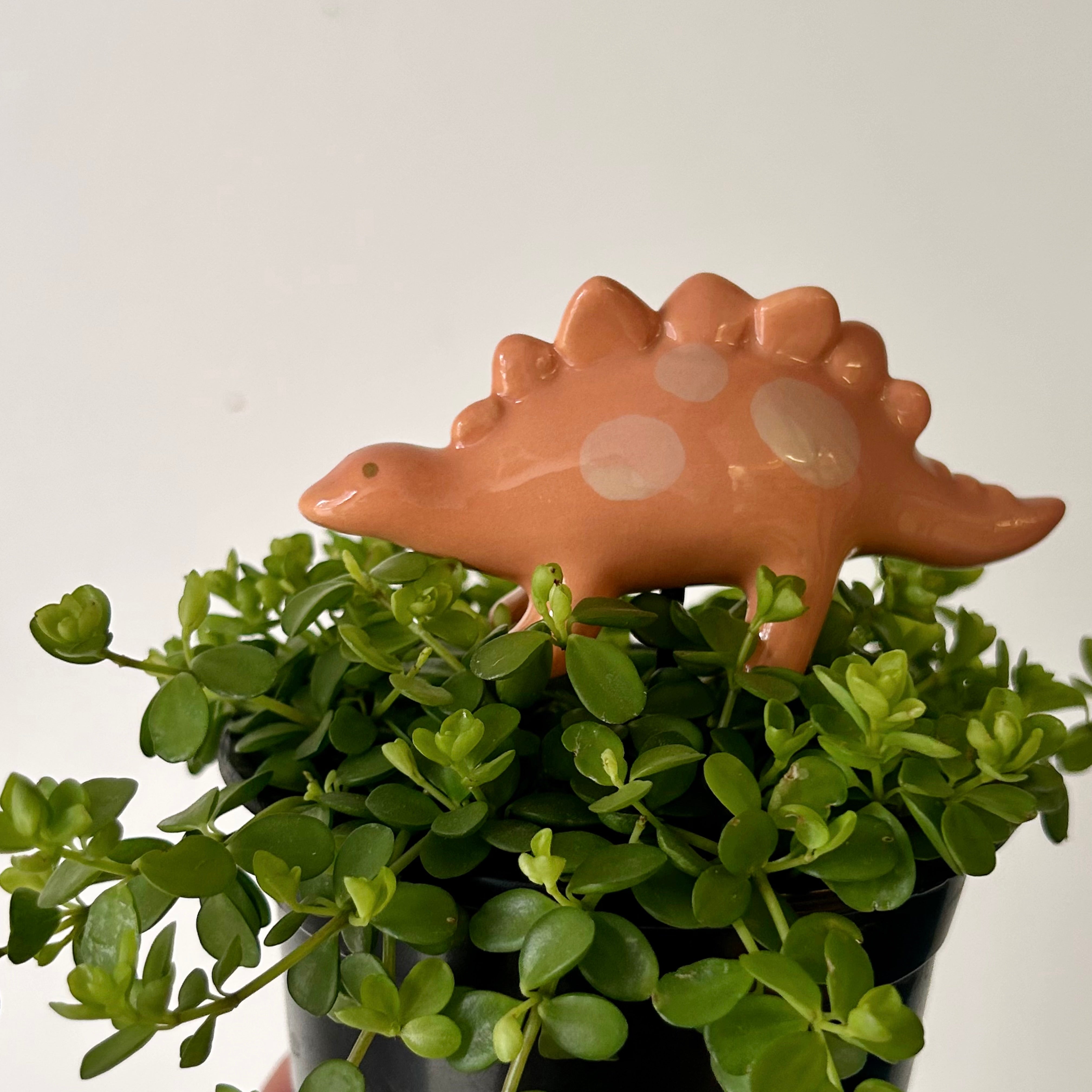 Ceramic Decorative Accents