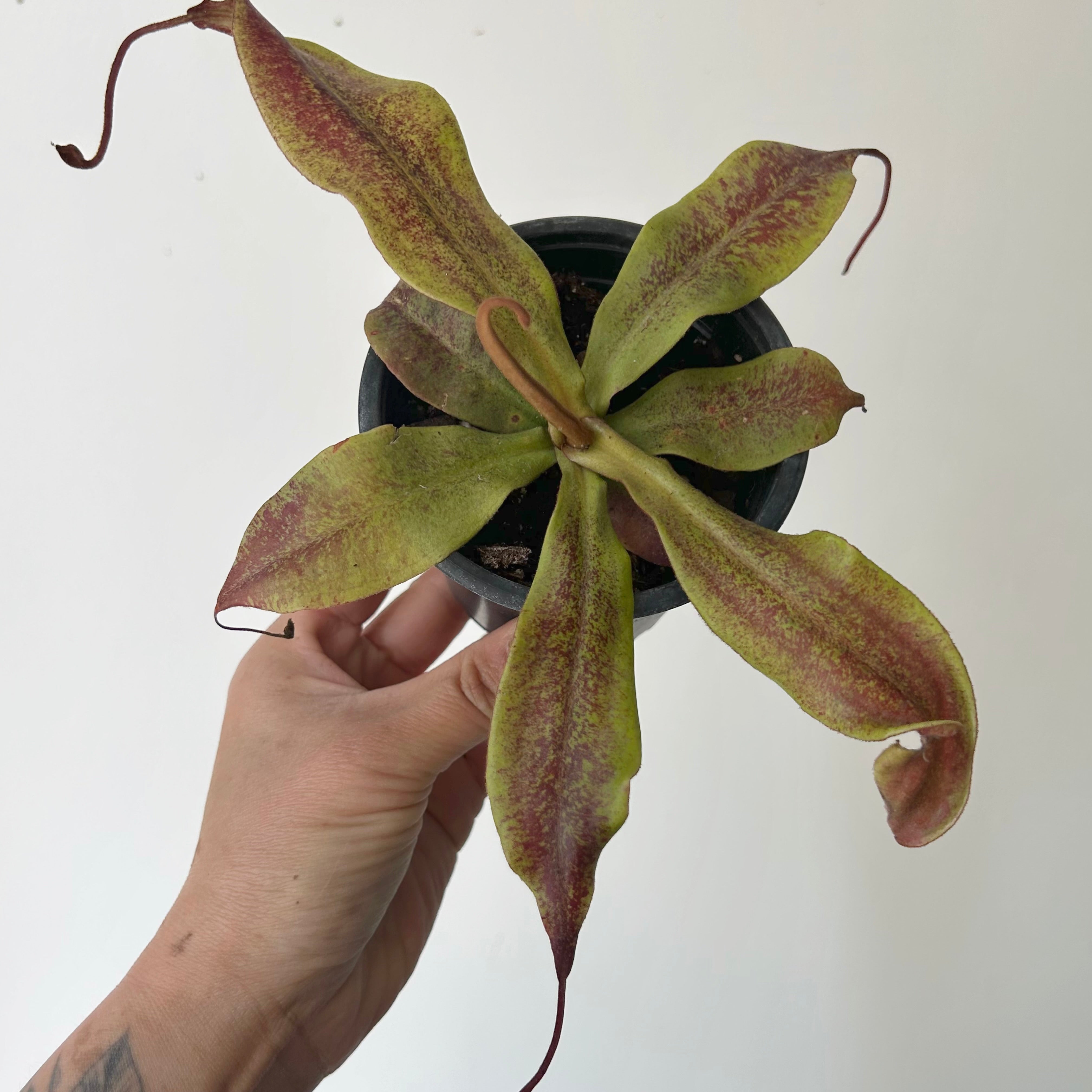 Carnivorous Pitcher Plant (Nepenthes) 3.5” pot