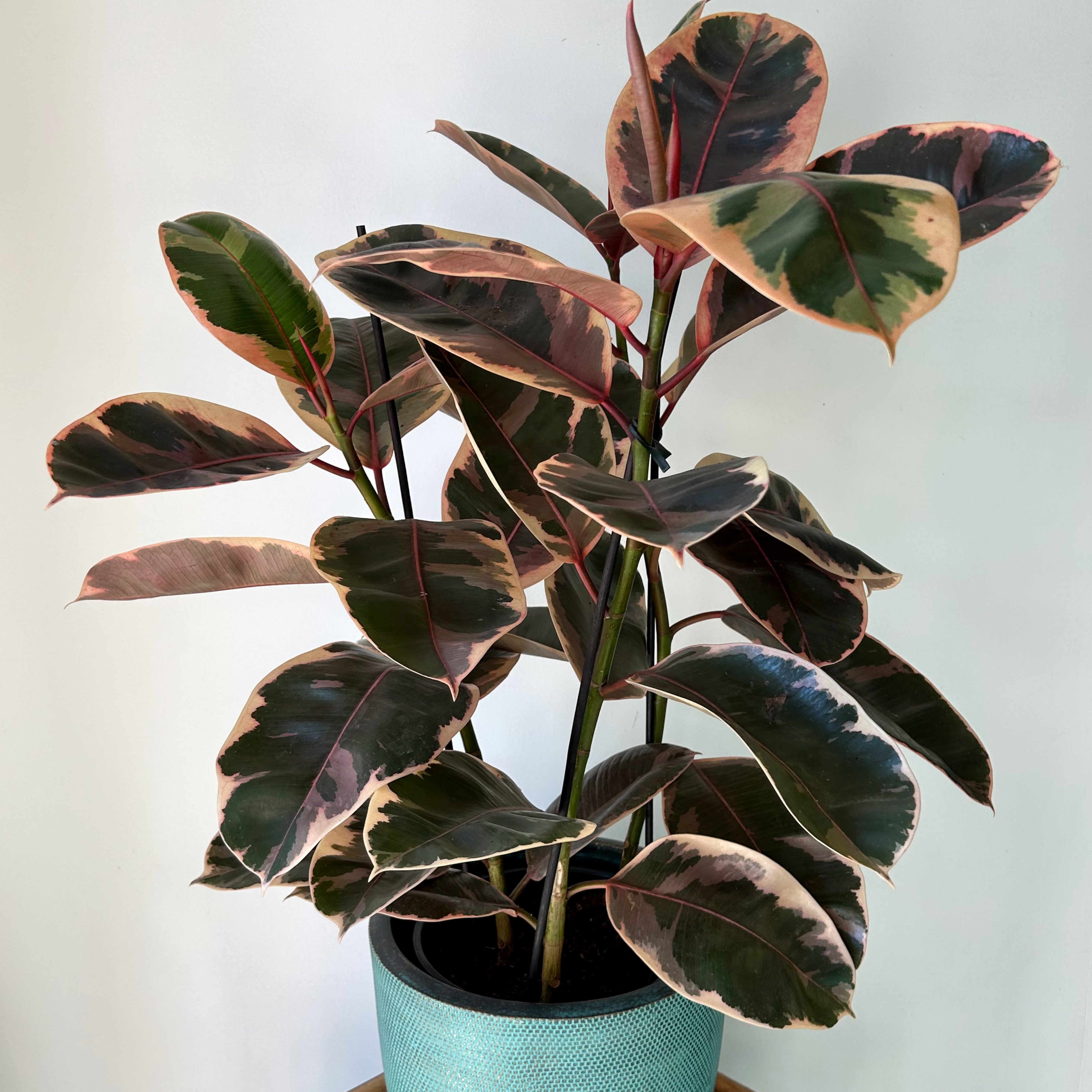 Variegated Ficus Elastica Column “Ruby” approximately 2.5 ft tall in 8”pot