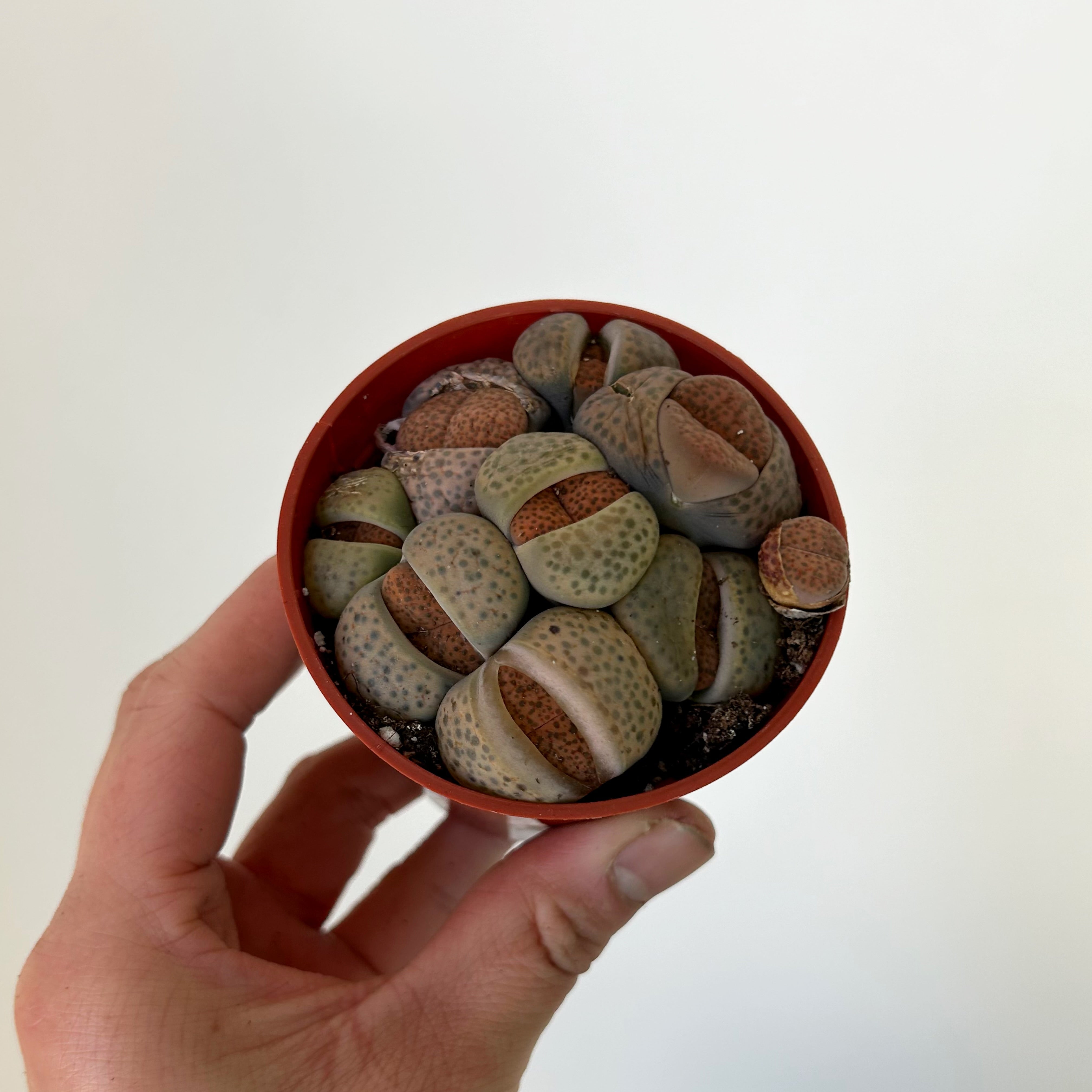 Living Stone Succulent (Lithops) 3" pot