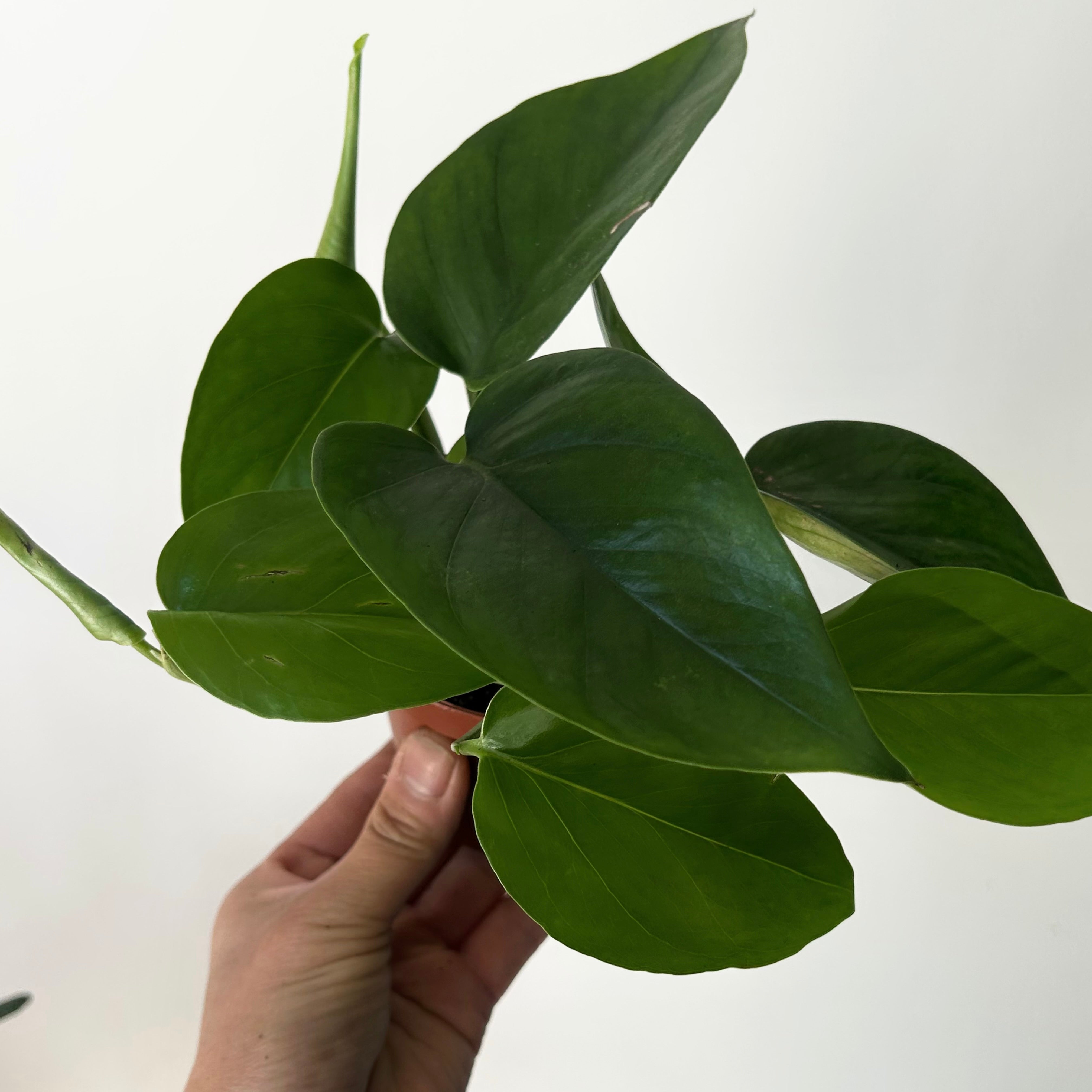 Jade Pothos 3.5”pot