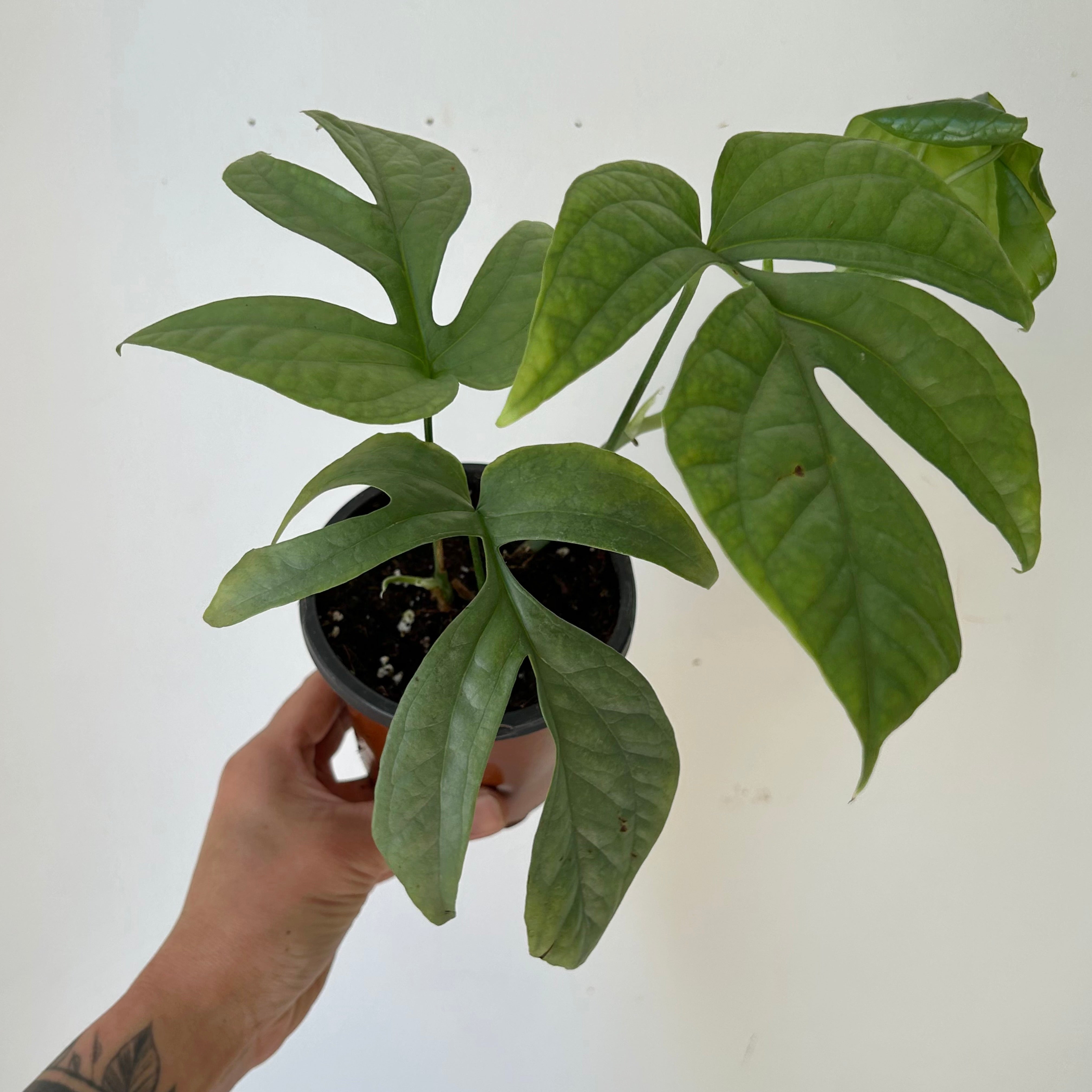 Amydrium Medium Silver 3.5”pot